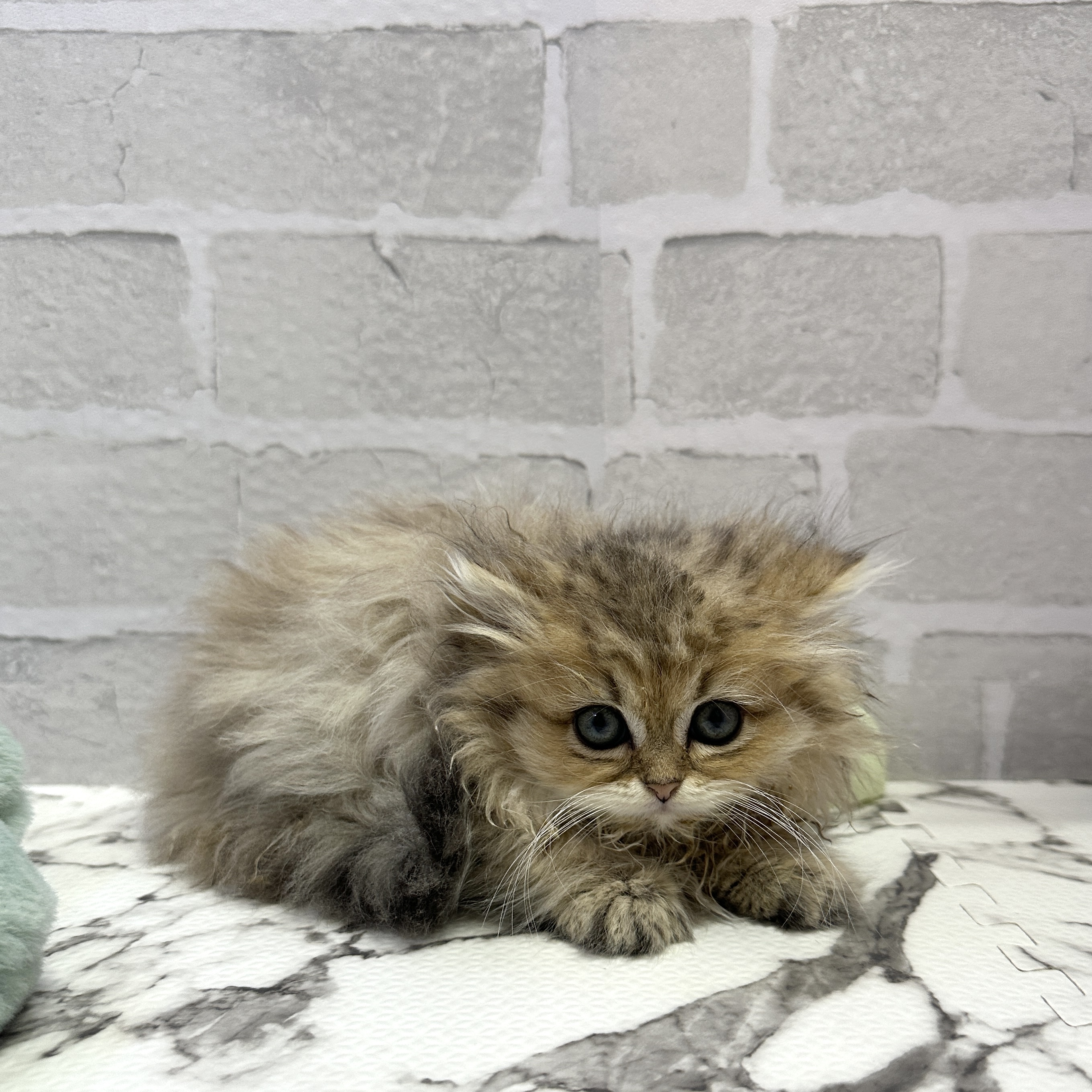 愛知県のペルシャ (犬の家＆猫の里岡崎店/2025年9月8日生まれ/女の子/チンチラゴールデン)の子猫の1枚目の画像