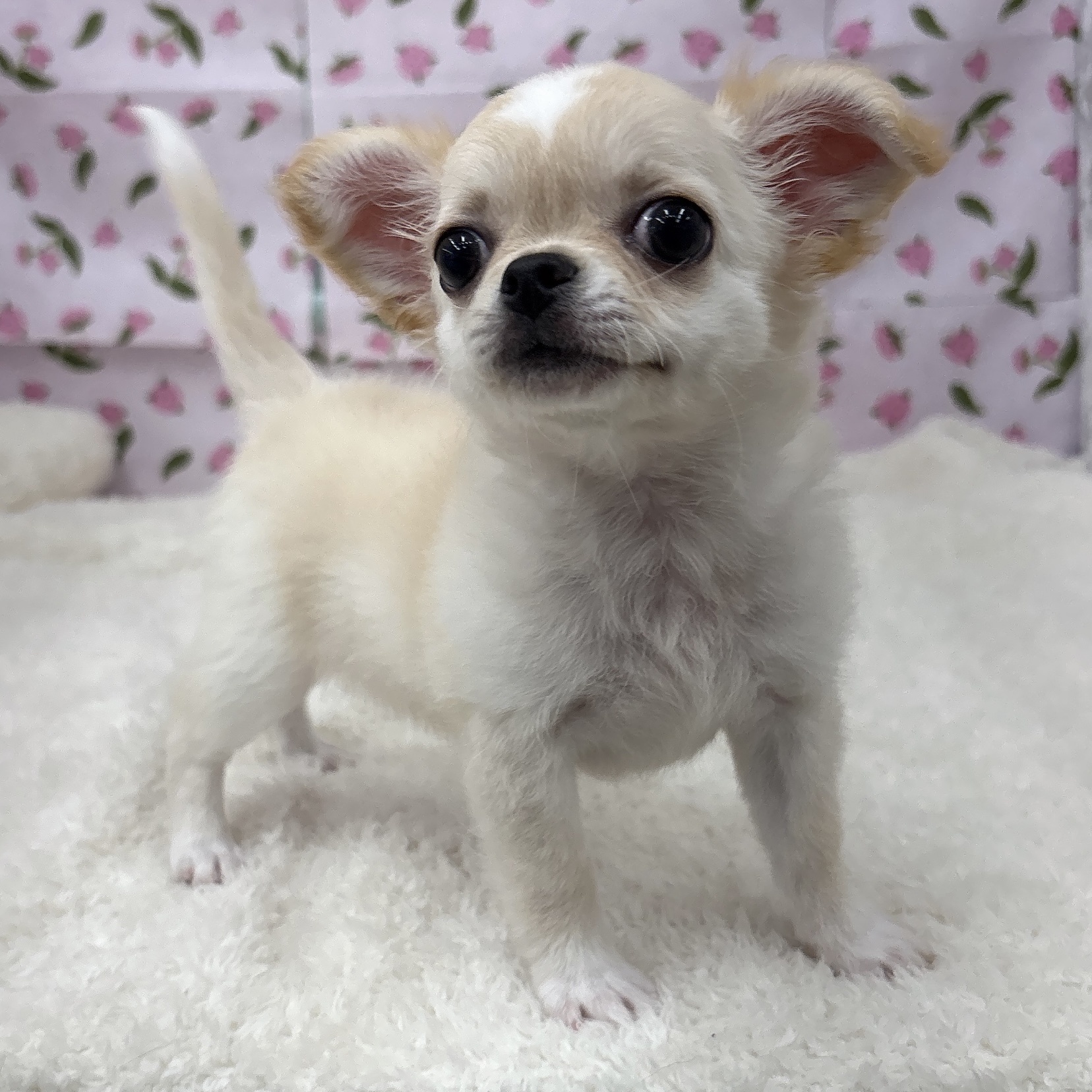 愛知県のチワワ(ロング) (犬の家＆猫の里エアポートウォーク店/2026年4月28日生まれ/女の子/クリームホワイト)の子犬の4枚目の画像