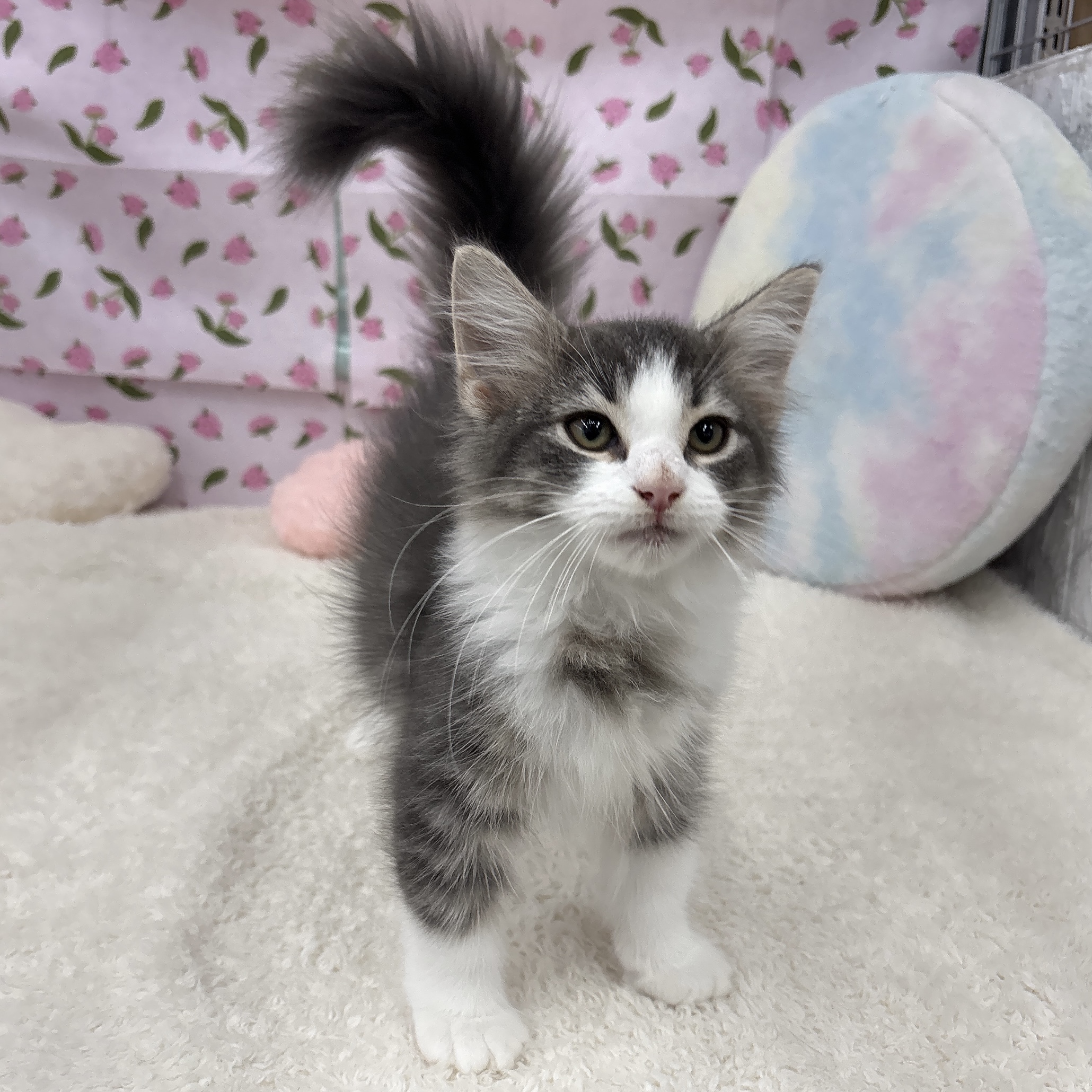 愛知県のノルウェージャンフォレストキャット (犬の家＆猫の里エアポートウォーク店/2026年3月28日生まれ/女の子/ブルータビーホワイト)の子猫の4枚目の画像