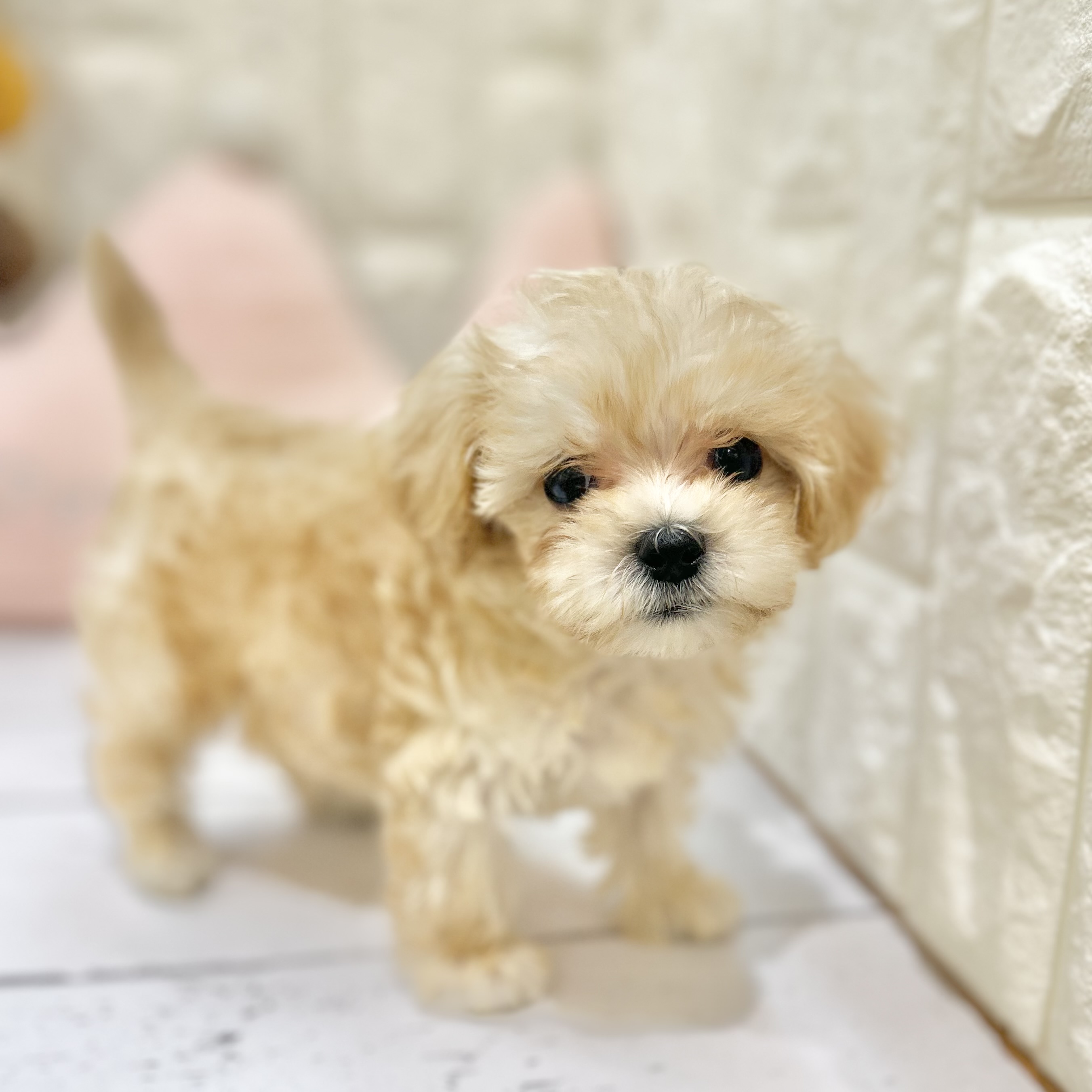 岡山県のマルプー(マルチーズ×プードル) (犬の家＆猫の里倉敷店/2025年6月27日生まれ/男の子/クリーム)の子犬の1枚目の画像