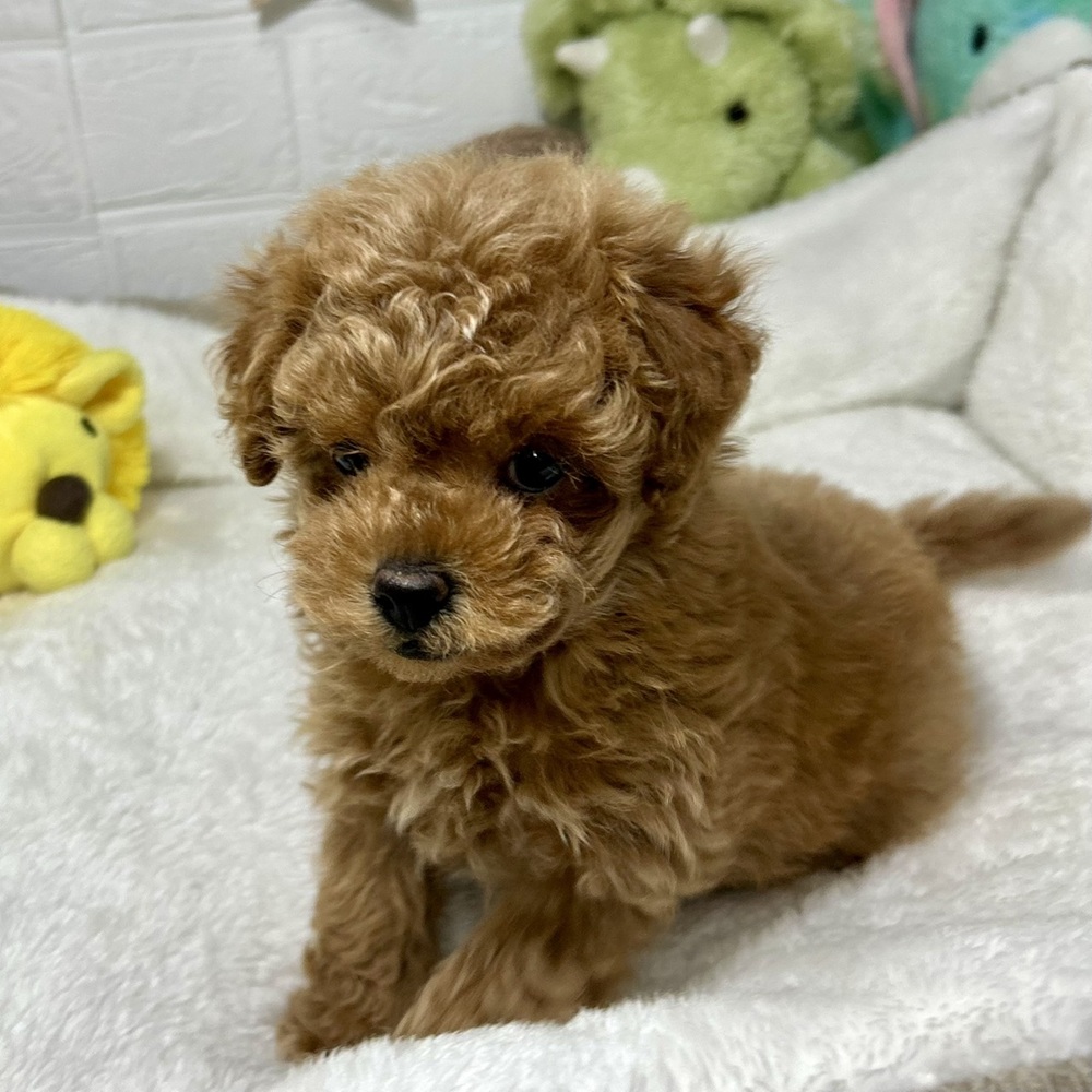 兵庫県のトイプードル(トイ) (犬の家＆猫の里ニッケパークタウン加古川店/2026年1月9日生まれ/男の子/レッドフォーン)の子犬の4枚目の画像