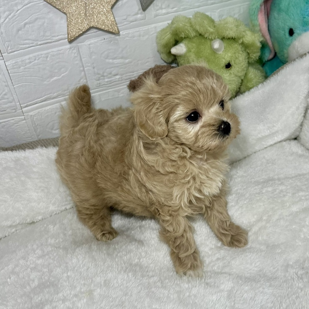 兵庫県のマルプー(マルチーズ×プードル) (犬の家＆猫の里ニッケパークタウン加古川店/2026年1月10日生まれ/女の子/アプリコット)の子犬の4枚目の画像