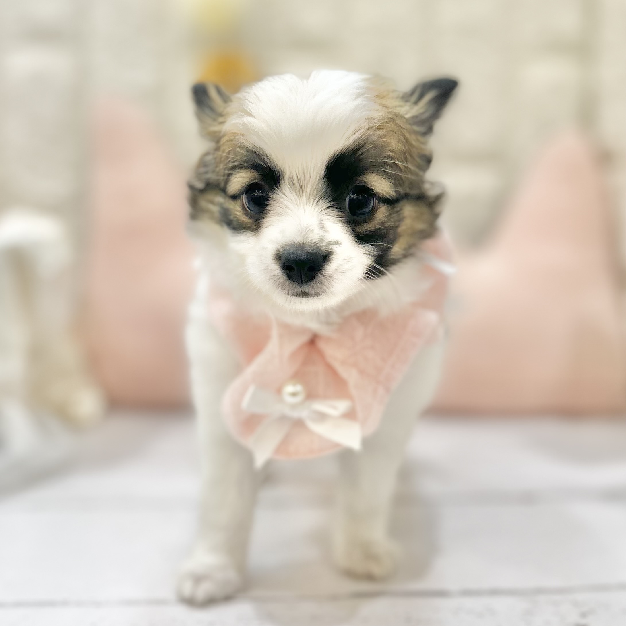 岡山県のパピチー/チワパピ(パピヨン×チワワ) (犬の家＆猫の里倉敷店/2025年6月27日生まれ/女の子/ホワイトブラウン)の子犬の4枚目の画像