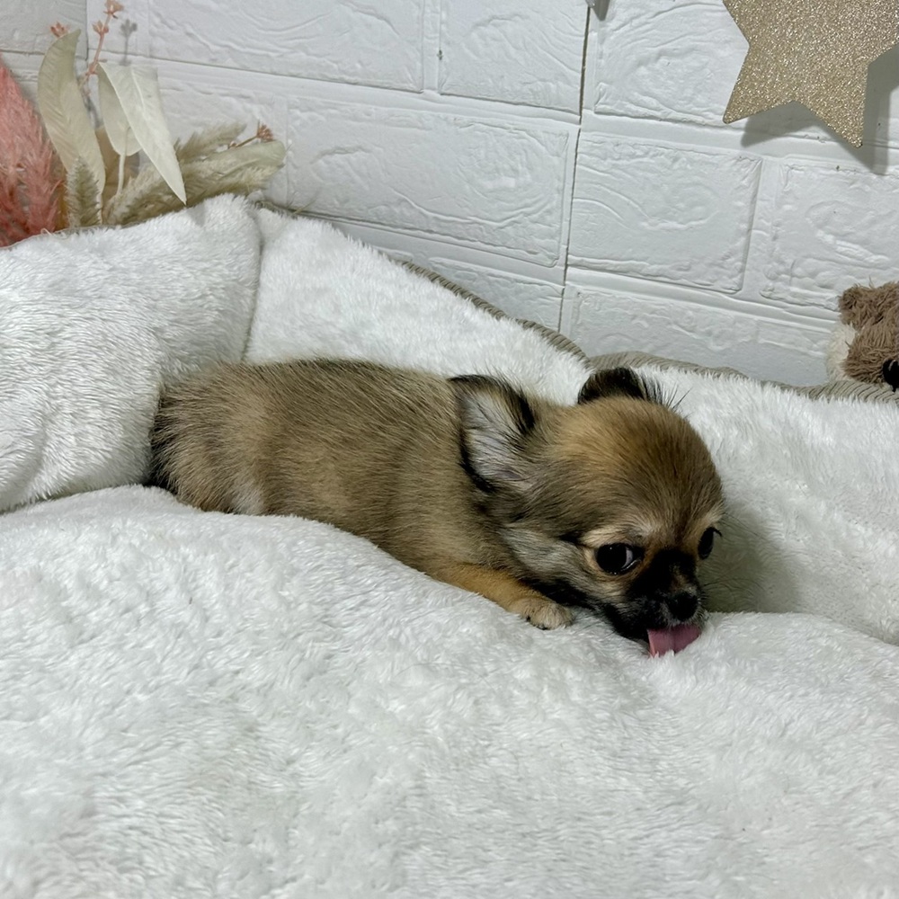 兵庫県のチワワ(ロング) (犬の家＆猫の里ニッケパークタウン加古川店/2026年1月6日生まれ/女の子/レッド)の子犬の4枚目の画像