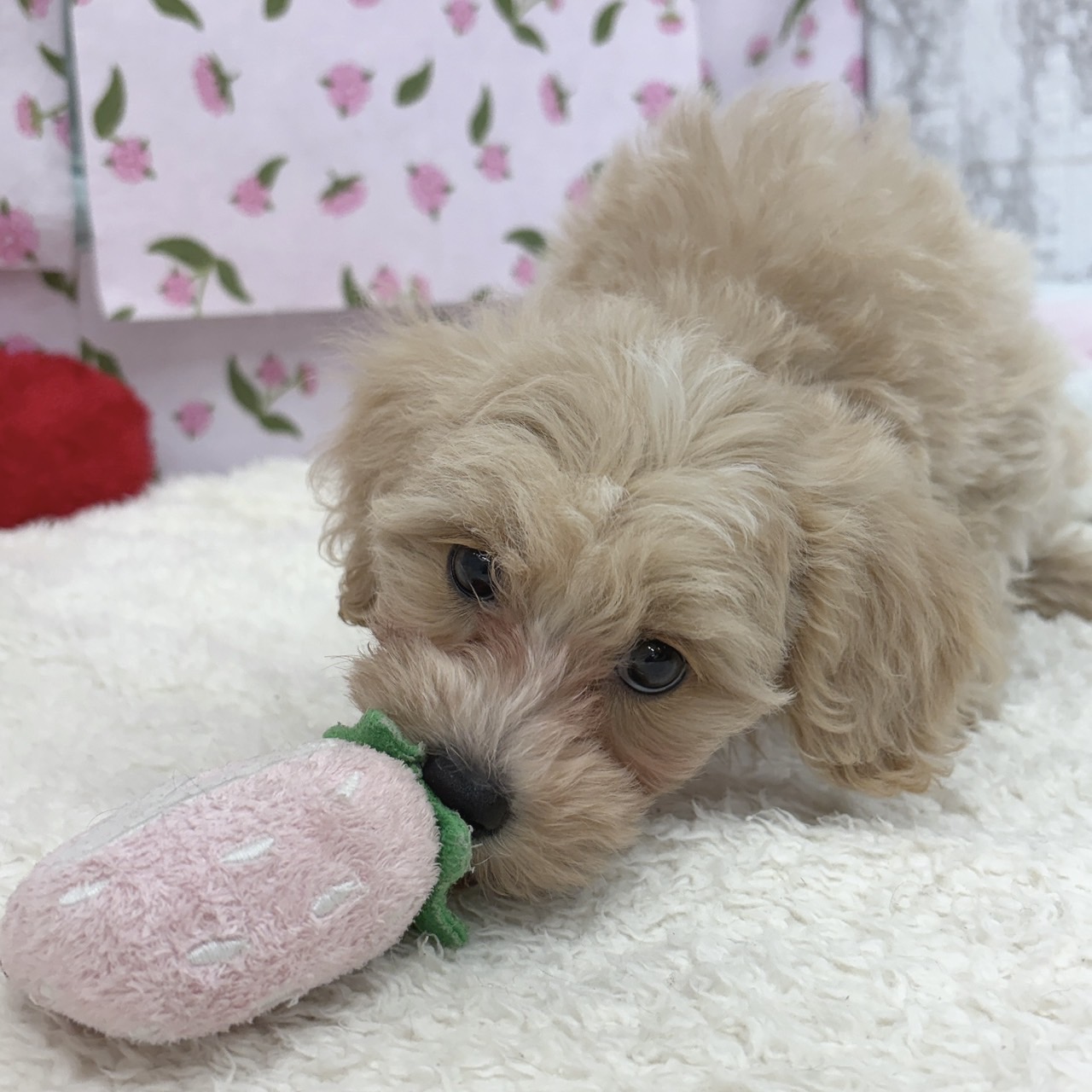愛知県のマルプー(マルチーズ×プードル) (犬の家＆猫の里エアポートウォーク店/2026年6月4日生まれ/男の子/クリームホワイト)の子犬の4枚目の画像