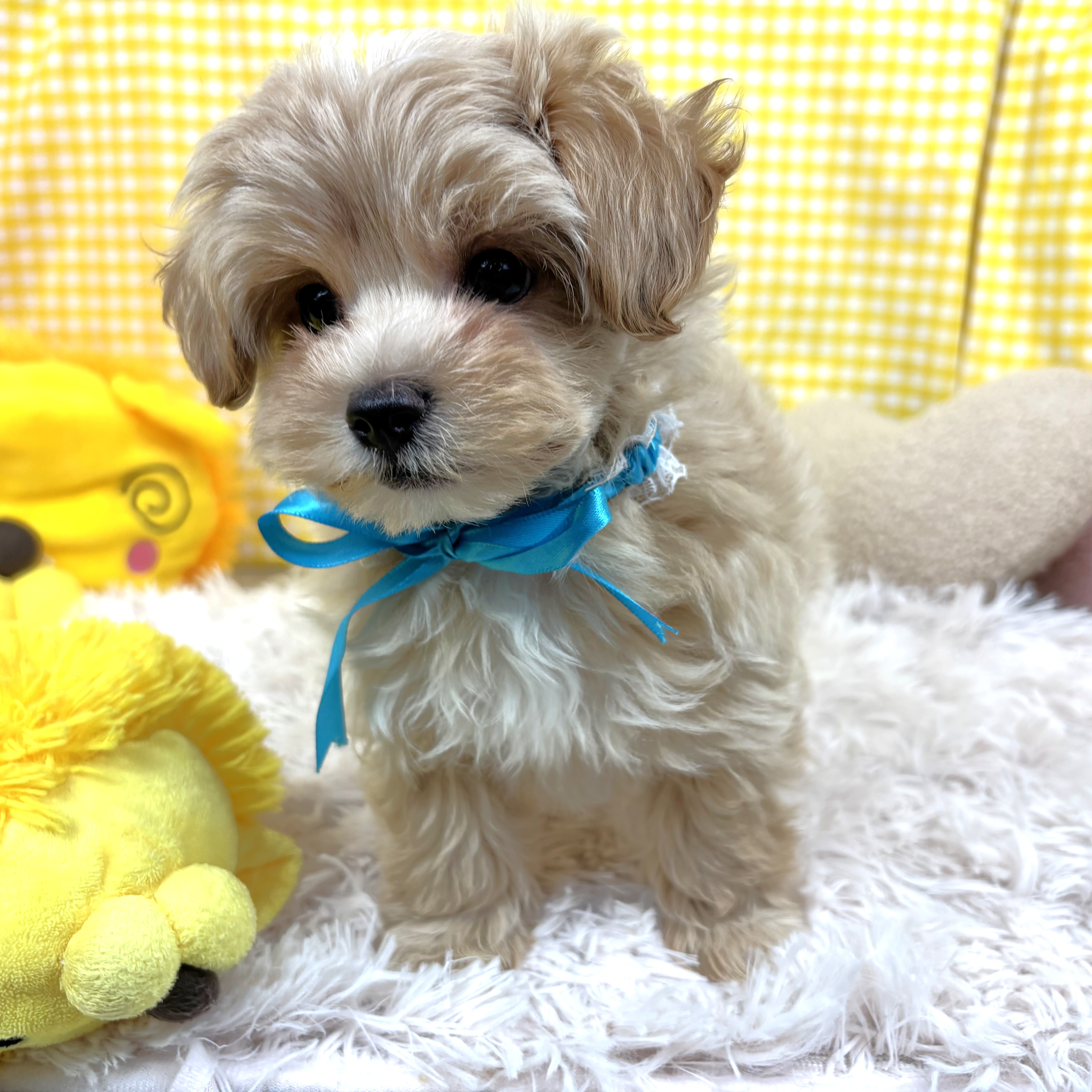 兵庫県のマルプー(マルチーズ×プードル) (犬の家＆猫の里川西店/2025年11月7日生まれ/男の子/アプリコット)の子犬