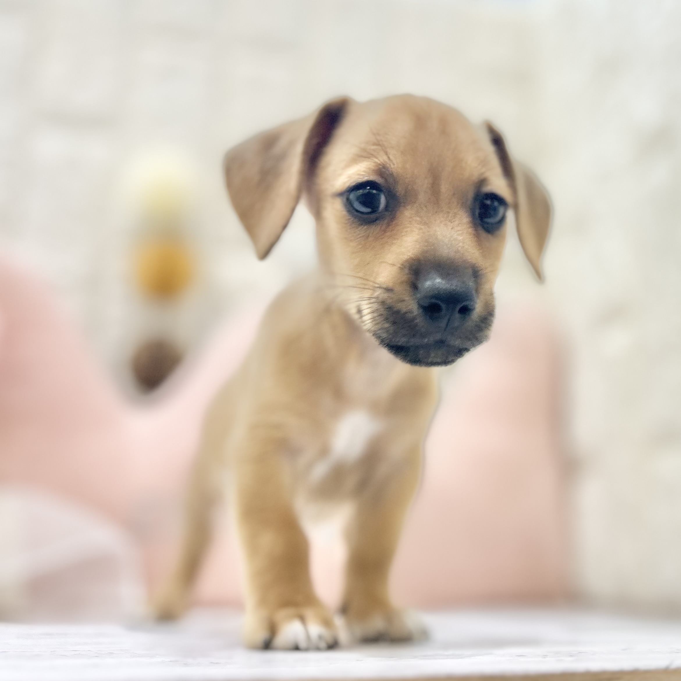 岡山県のハーフ犬・ミックス犬 (犬の家＆猫の里倉敷店/2025年6月21日生まれ/男の子/レッド)の子犬の4枚目の画像