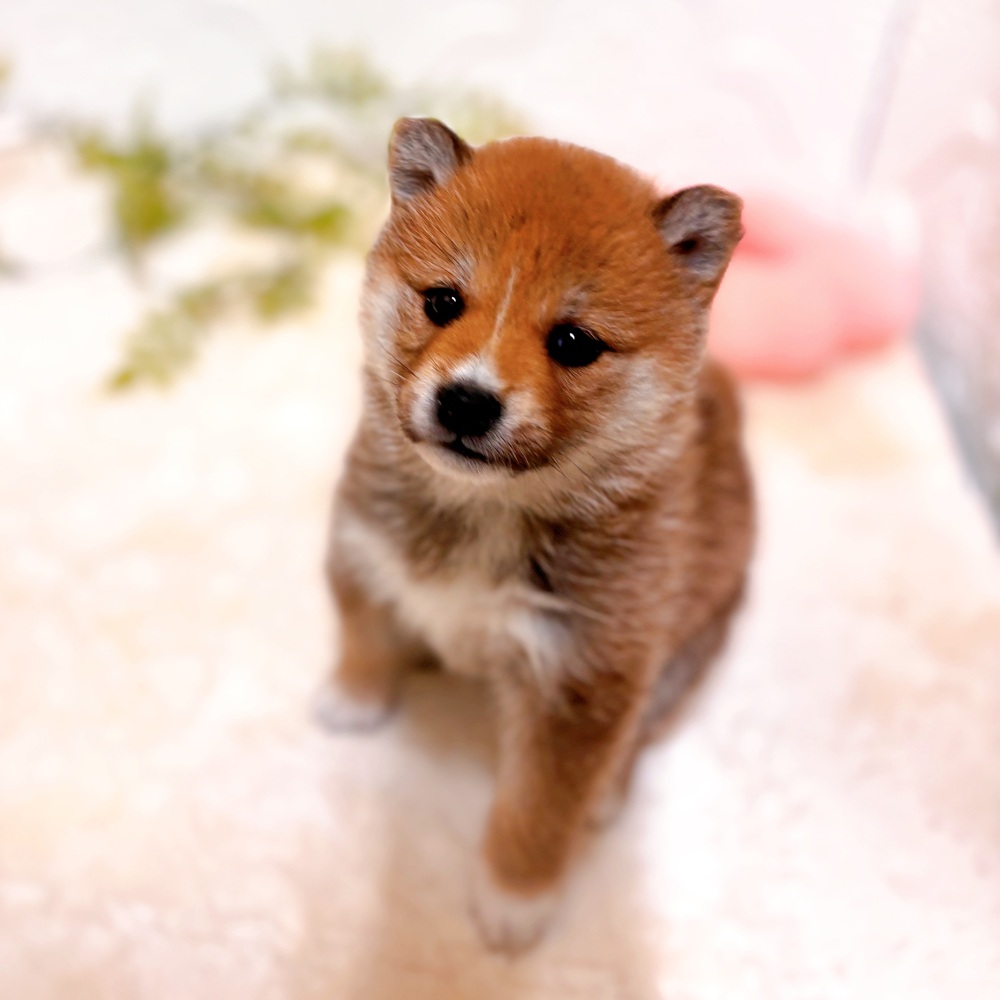 愛知県の柴犬(標準サイズ) (犬の家＆猫の里岡崎店/2026年2月22日生まれ/女の子/赤)の子犬の1枚目の画像