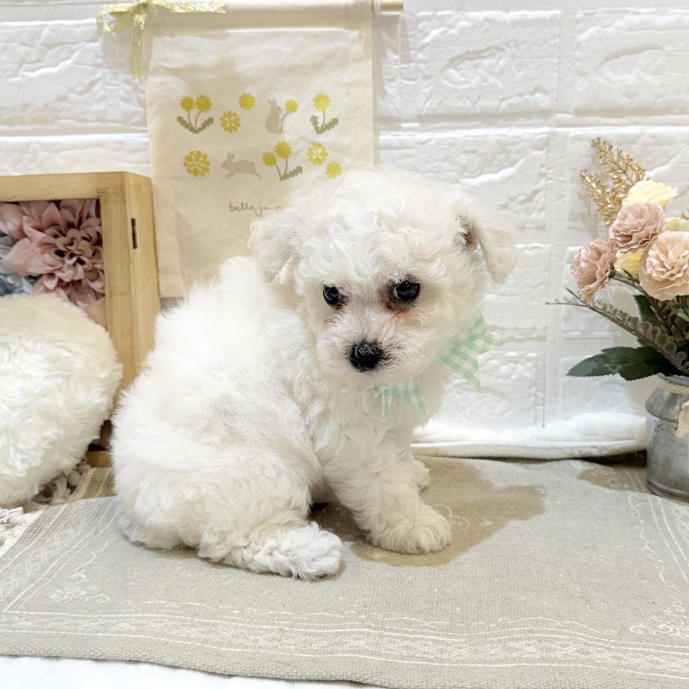 静岡県のビションフリーゼ (犬の家＆猫の里富士店/2025年7月21日生まれ/男の子/ホワイト)の子犬の4枚目の画像