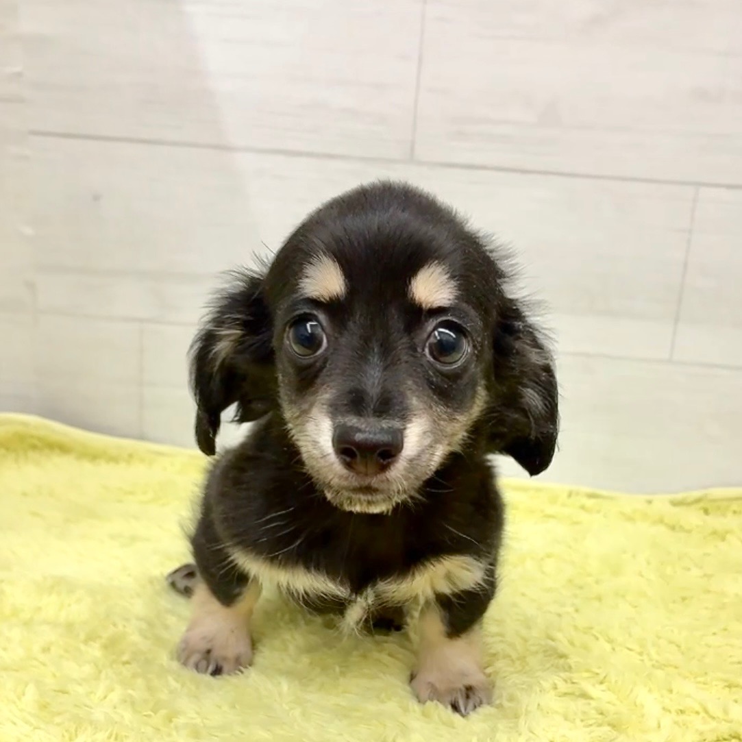 愛知県のチワックス(チワワ×ダックス) (犬の家＆猫の里碧南店/2025年12月9日生まれ/女の子/ブラッククリーム)の子犬の4枚目の画像