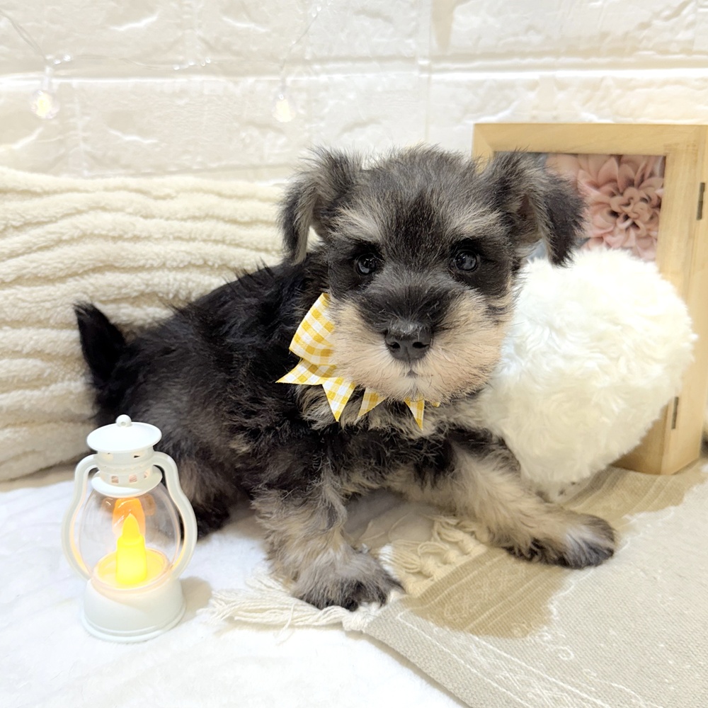 静岡県のミニチュアシュナウザー (犬の家＆猫の里富士店/2025年7月21日生まれ/女の子/ソルトペッパー)の子犬の4枚目の画像
