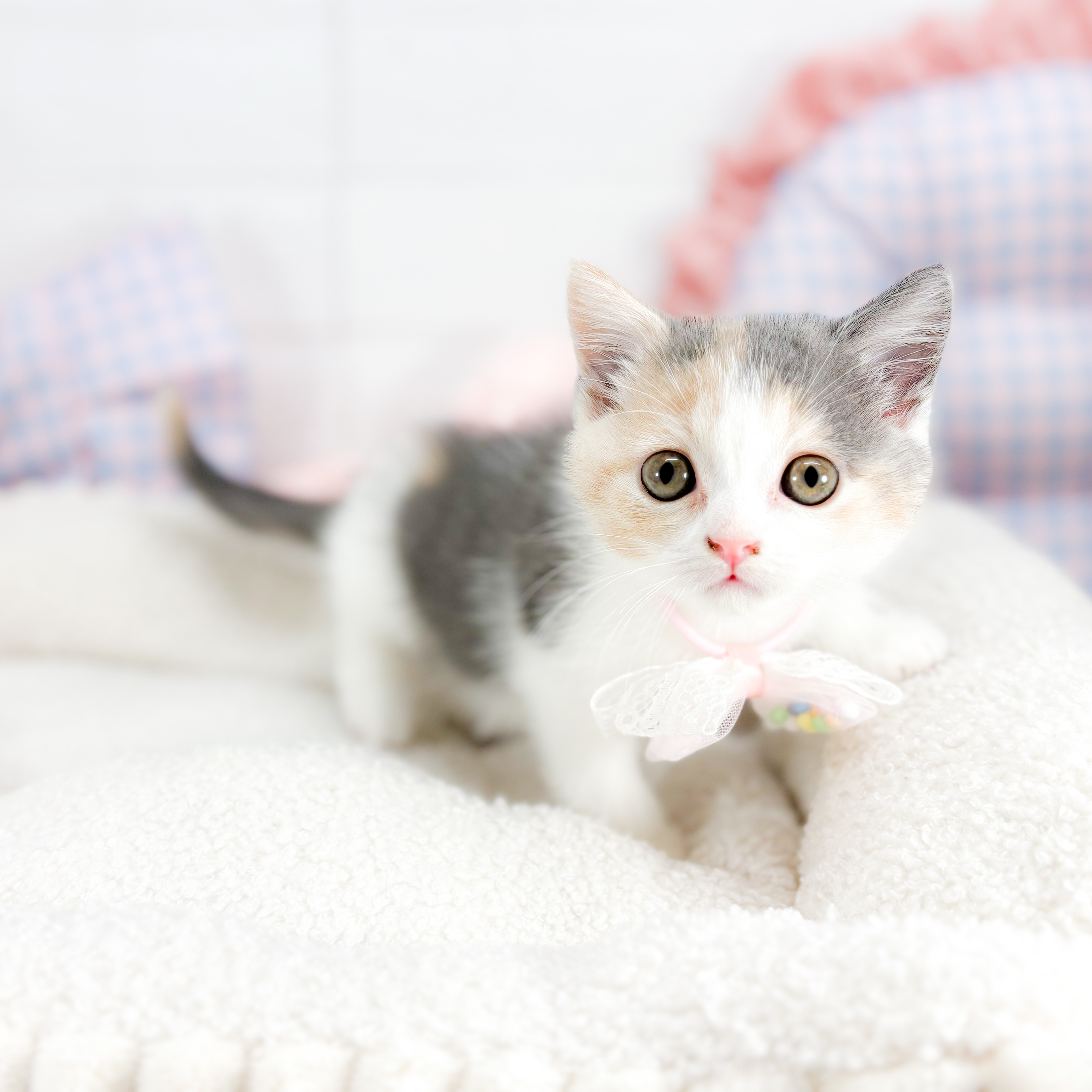 神奈川県のブリティッシュショートヘアー (犬の家＆猫の里元住吉ブレーメン通り店/2025年7月29日生まれ/女の子/ダイリュートキャリコ)の子猫の4枚目の画像