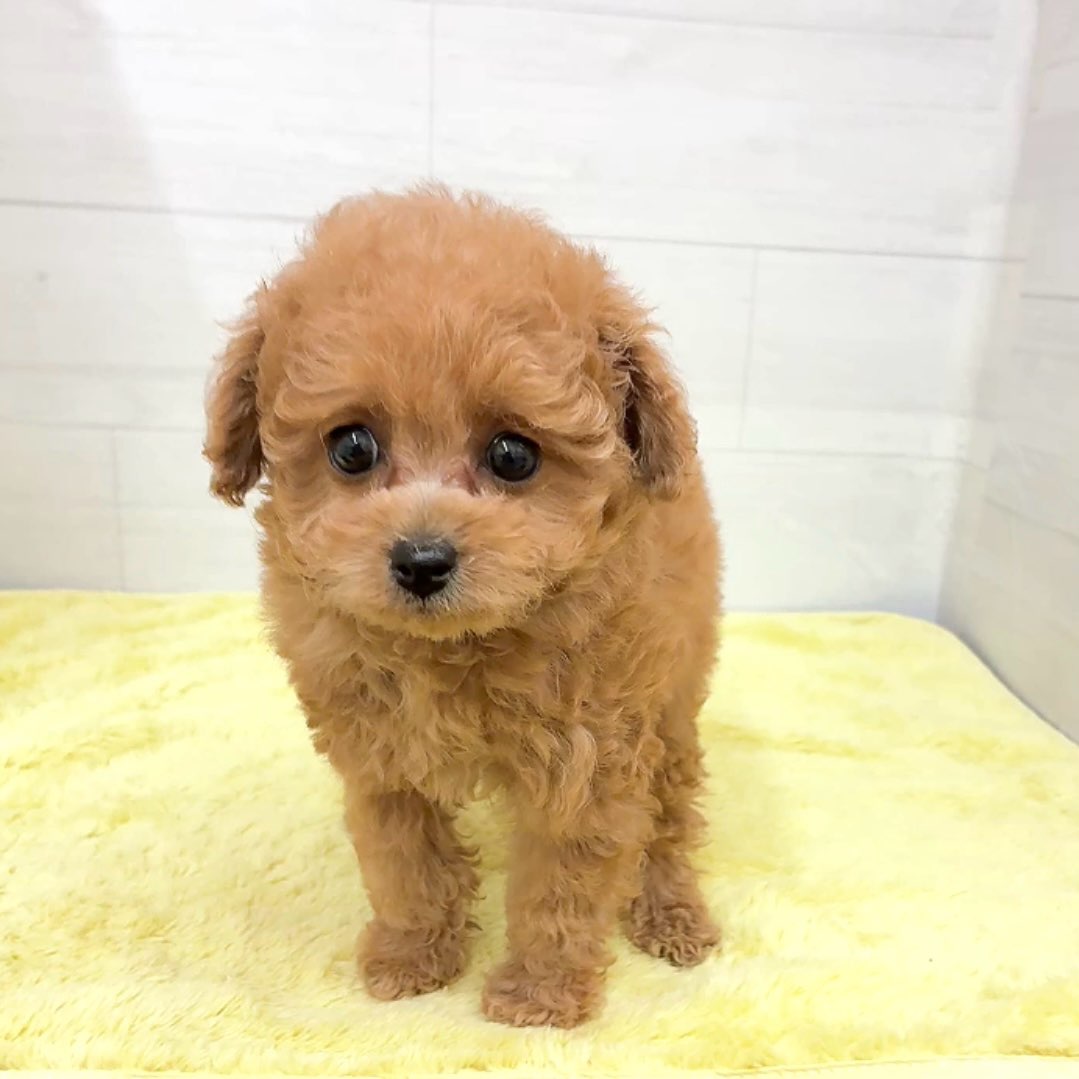 愛知県のトイプードル(トイ) (犬の家＆猫の里碧南店/2025年12月16日生まれ/女の子/オレンジフォーン)の子犬の4枚目の画像