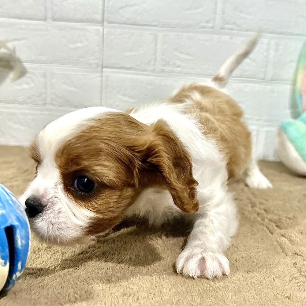 兵庫県のキャバリアキングチャールズスパニエル (犬の家＆猫の里ニッケパークタウン加古川店/2025年8月24日生まれ/男の子/ブレンハイム)の子犬の4枚目の画像