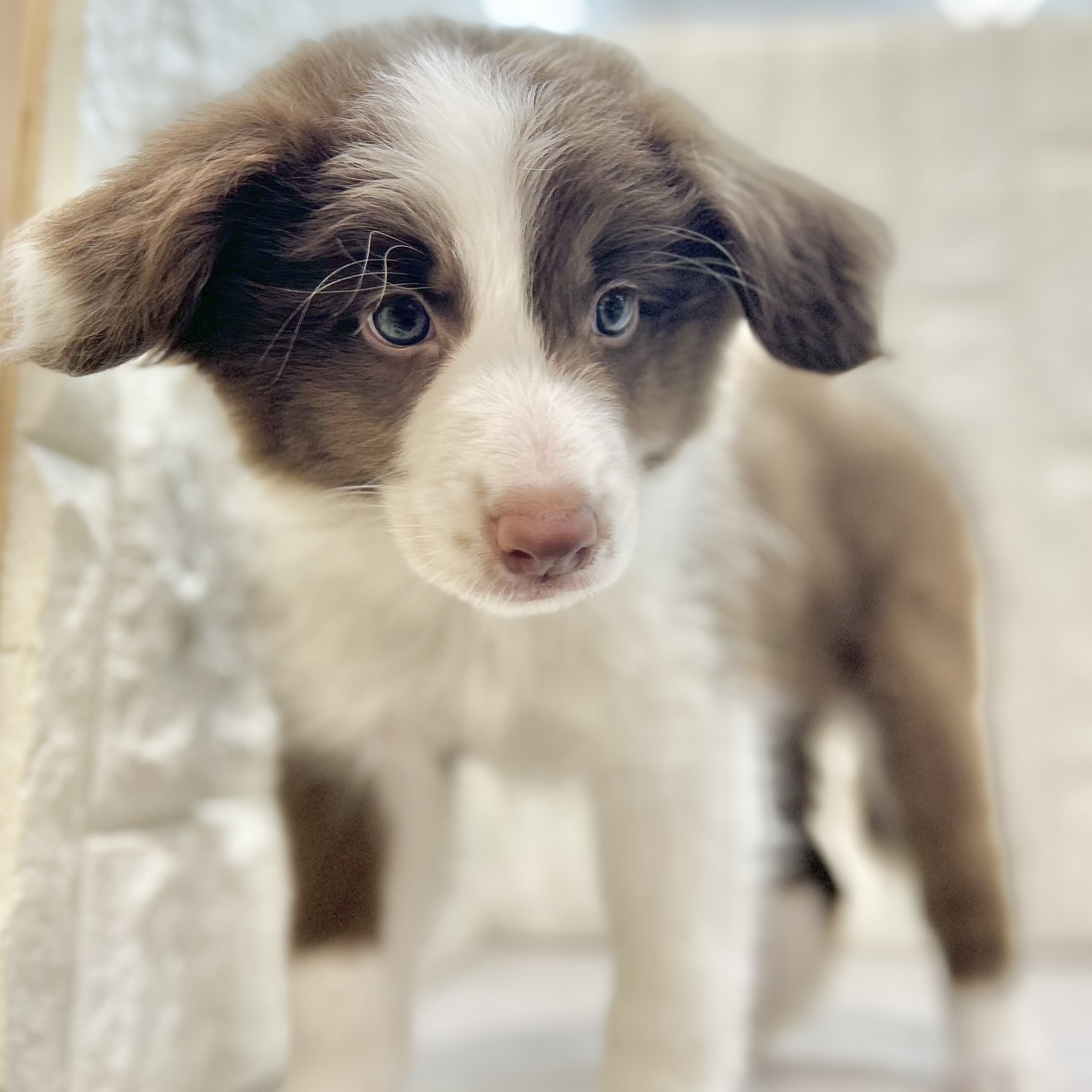 岡山県のボーダーコリー (犬の家＆猫の里倉敷店/2025年7月3日生まれ/女の子/チョコレートホワイト)の子犬の4枚目の画像