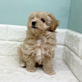 静岡県のマルプー(マルチーズ×プードル) (犬の家＆猫の里マークイズ静岡店/2025年10月30日生まれ/女の子/クリームホワイト)の子犬の4枚目の画像