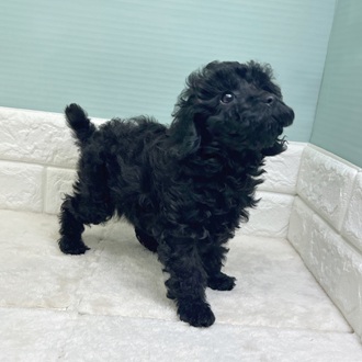 静岡県のトイプードル(トイ) (犬の家＆猫の里マークイズ静岡店/2025年11月1日生まれ/女の子/ブラック)の子犬の4枚目の画像