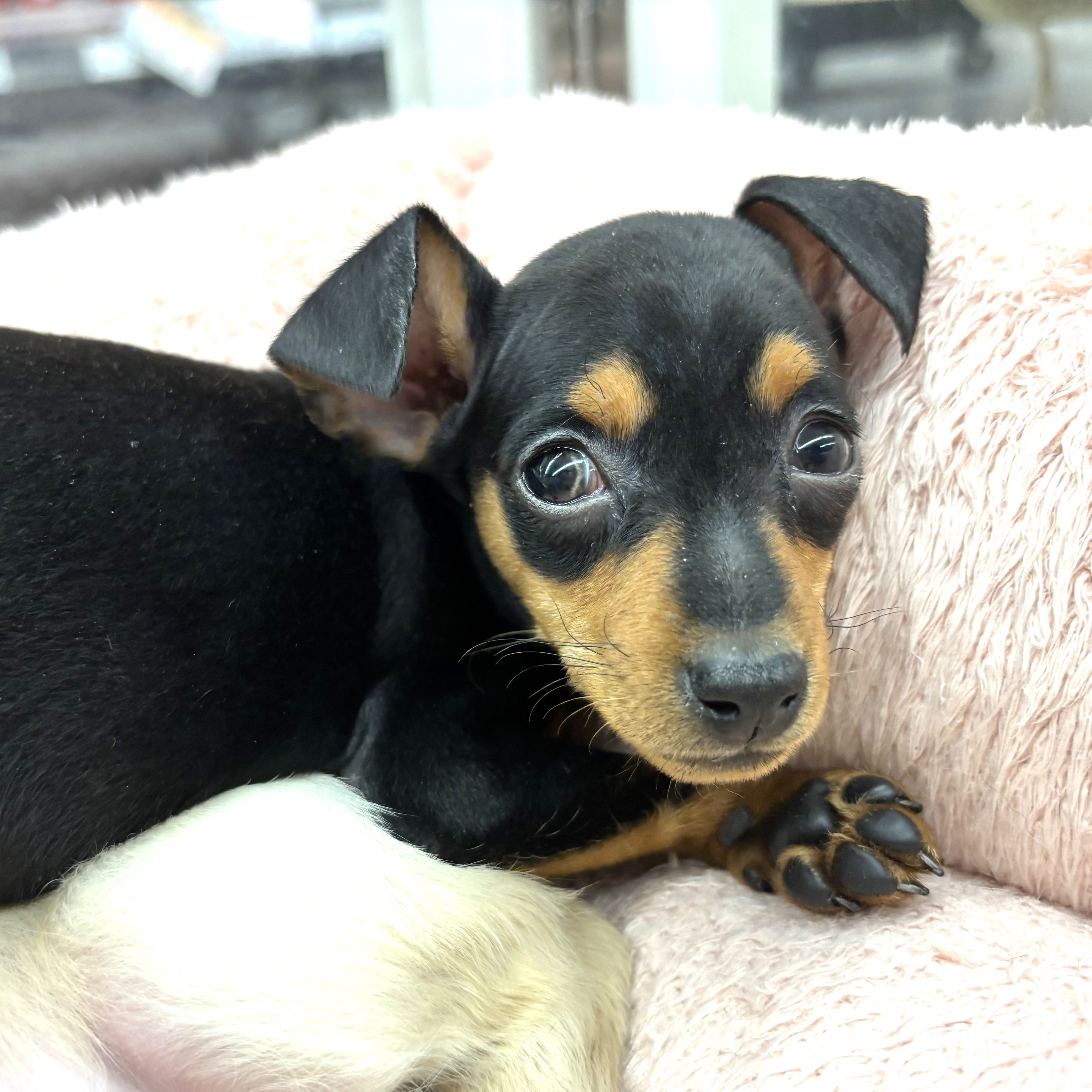 兵庫県のミニチュアピンシャー (犬の家＆猫の里川西店/2025年11月9日生まれ/女の子/ブラックタン)の子犬の4枚目の画像