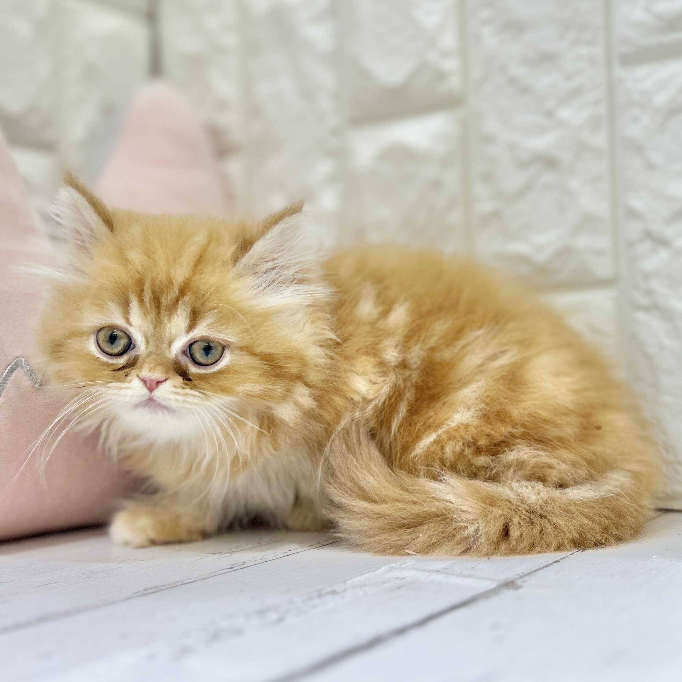 岡山県のエキゾチック (犬の家＆猫の里倉敷店/2025年7月3日生まれ/男の子/レッドタビー)の子猫の4枚目の画像
