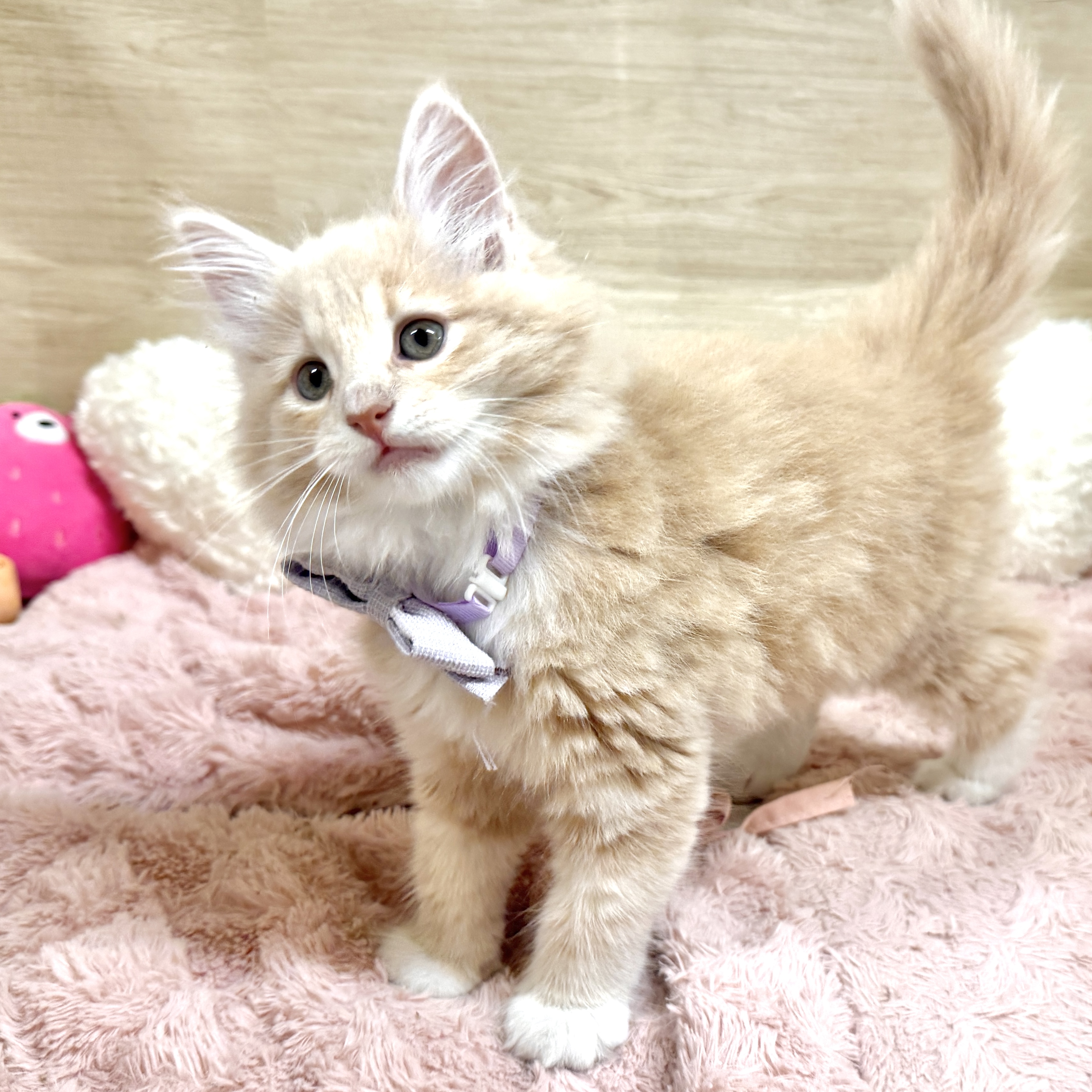 大阪府のノルウェージャンフォレストキャット (犬の家＆猫の里そよら東岸和田店/2026年7月23日生まれ/女の子/クリームタビーホワイト)の子猫の4枚目の画像