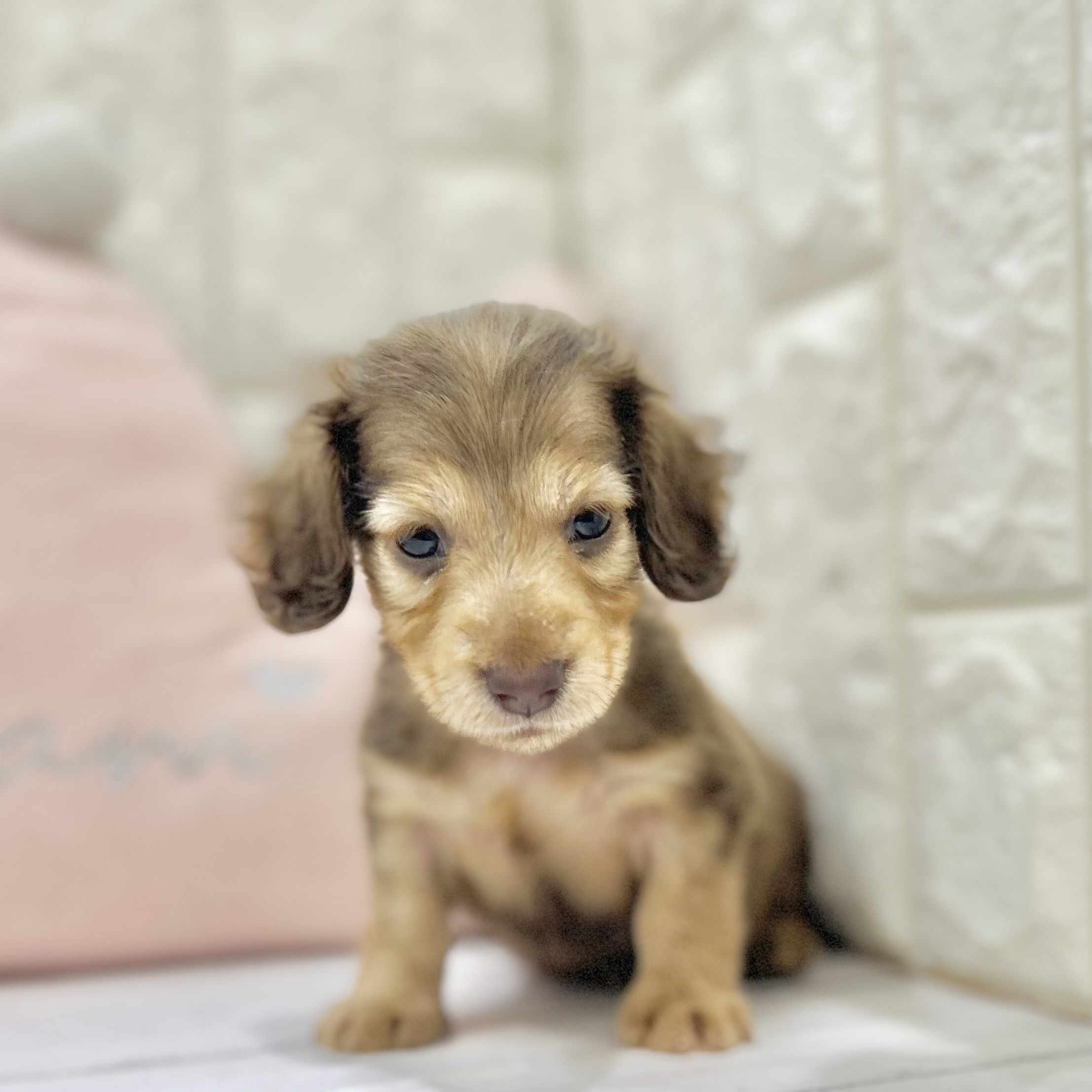 岡山県のミニチュアダックスフンド(ロング) (犬の家＆猫の里倉敷店/2025年6月25日生まれ/女の子/レッド)の子犬の1枚目の画像