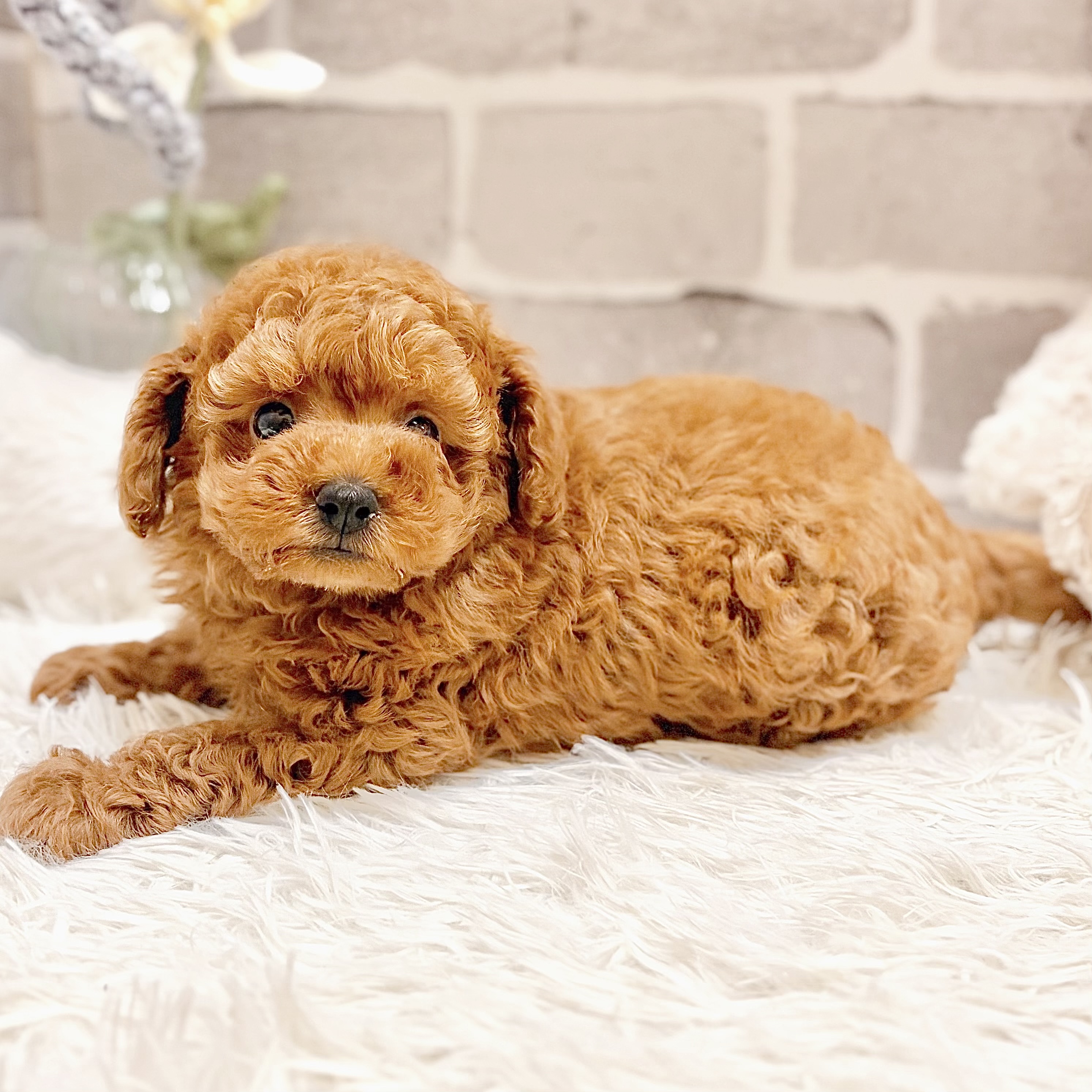 兵庫県のトイプードル(トイ) (犬の家＆猫の里神戸店/2026年5月1日生まれ/男の子/レッドフォーン)の子犬の4枚目の画像