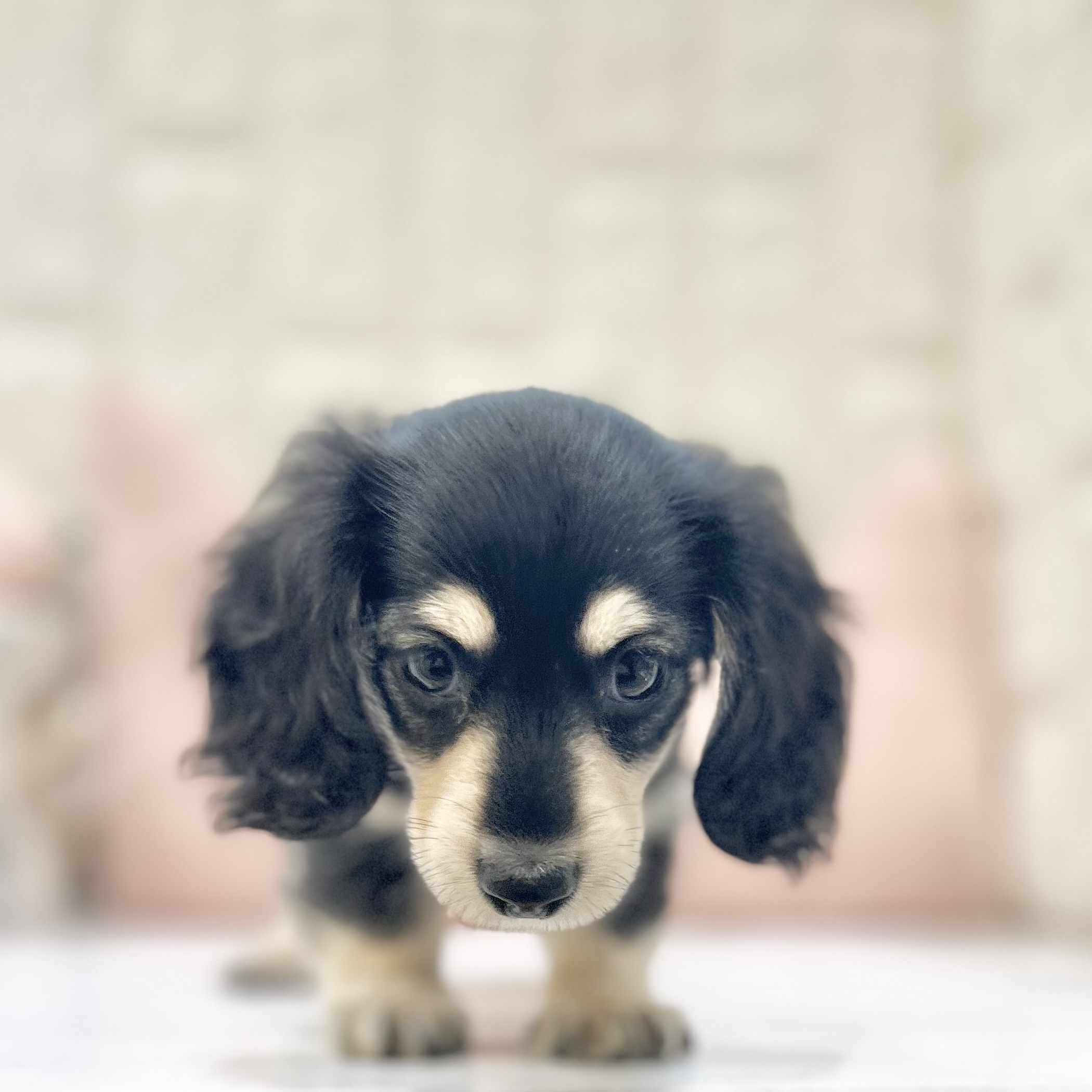 岡山県のミニチュアダックスフンド(ロング) (犬の家＆猫の里倉敷店/2025年7月2日生まれ/男の子/ブラックイエロー)の子犬の4枚目の画像