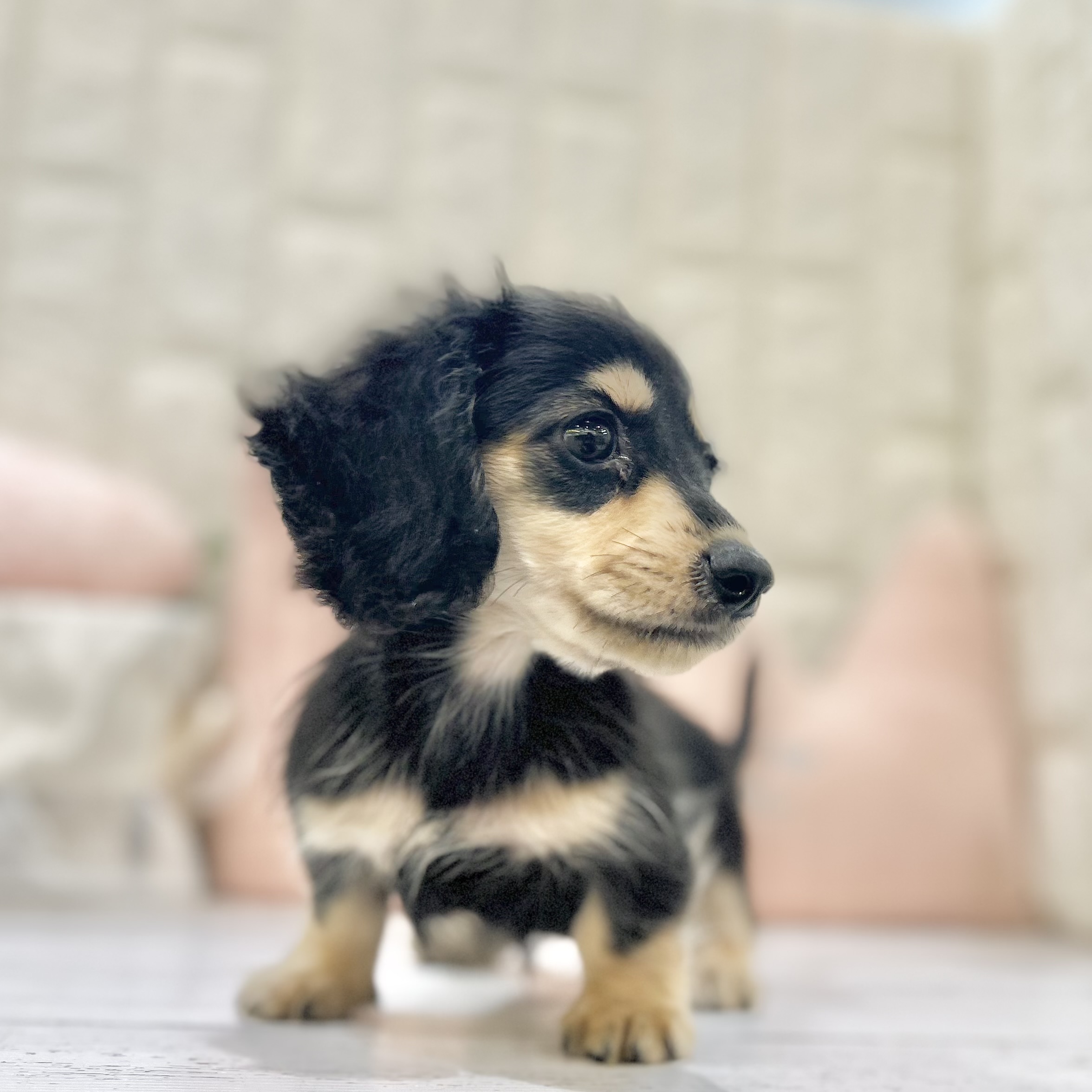 岡山県のミニチュアダックスフンド(ロング) (犬の家＆猫の里倉敷店/2025年6月30日生まれ/女の子/ブラックイエロー)の子犬の4枚目の画像