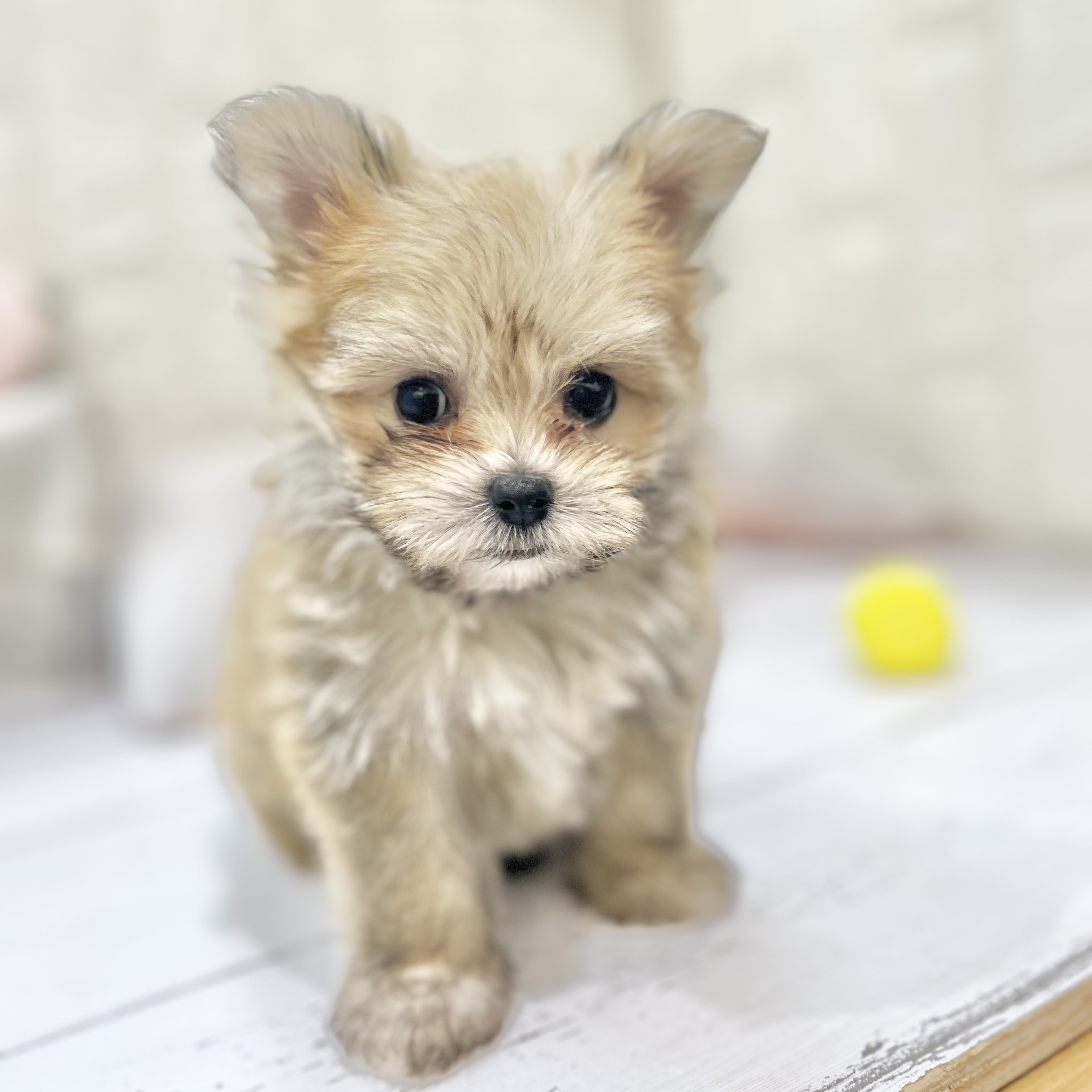 岡山県のポメマル/マルポメ(ポメラニアン×マルチーズ) (犬の家＆猫の里倉敷店/2025年7月6日生まれ/女の子/フォーン)の子犬の4枚目の画像