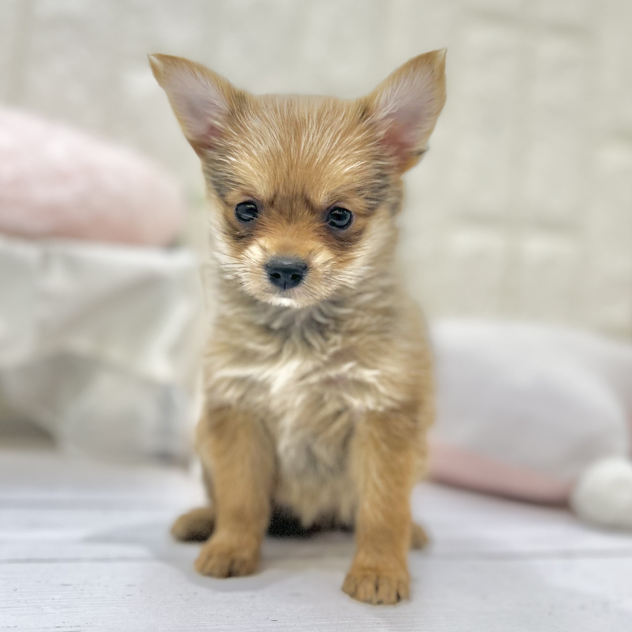 岡山県のポメキー(ポメラニアン×ヨークシャーテリア) (犬の家＆猫の里倉敷店/2025年7月5日生まれ/男の子/オレンジ)の子犬の4枚目の画像