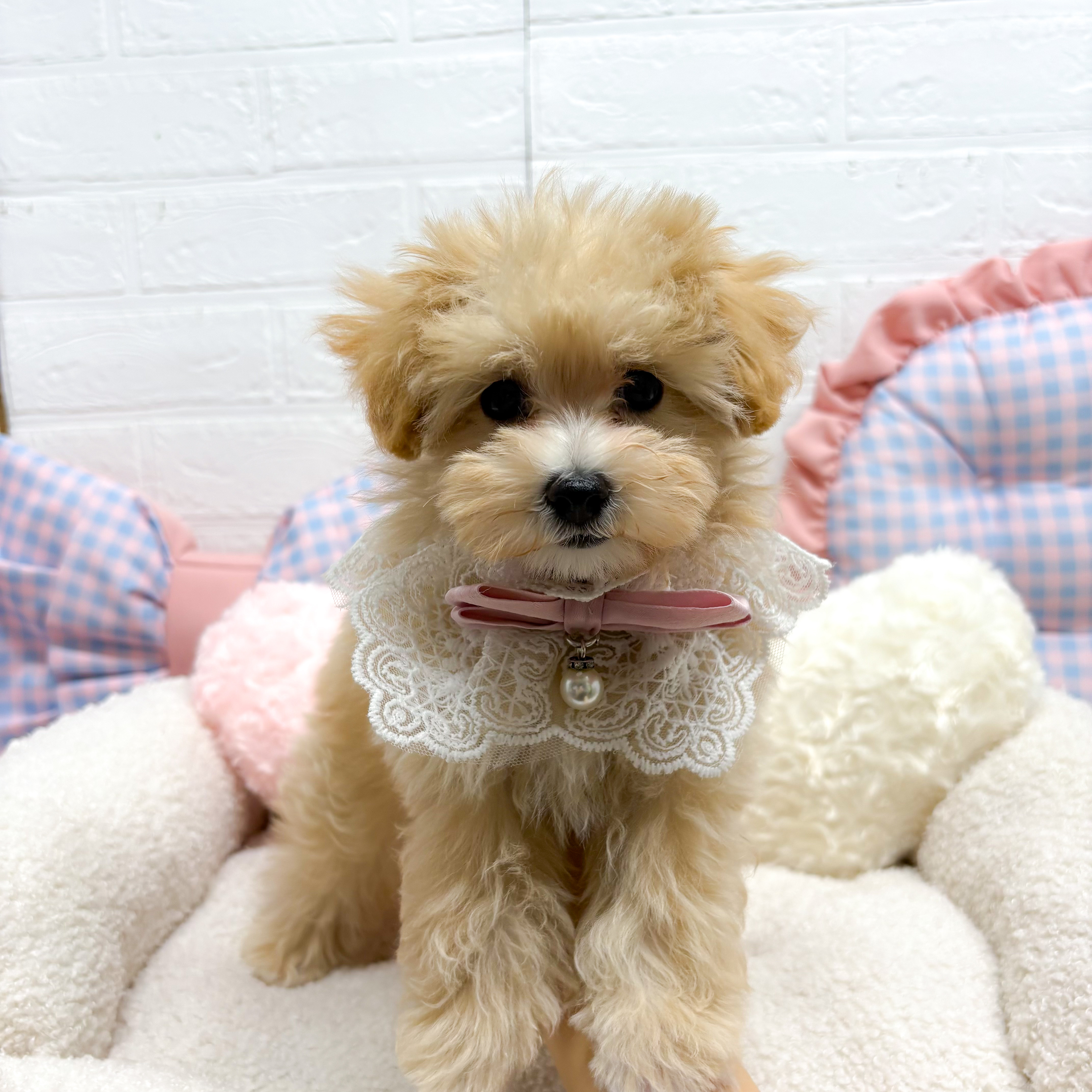 神奈川県のマルプー(マルチーズ×プードル) (犬の家＆猫の里元住吉ブレーメン通り店/2025年7月29日生まれ/女の子/クリームホワイト)の子犬の4枚目の画像