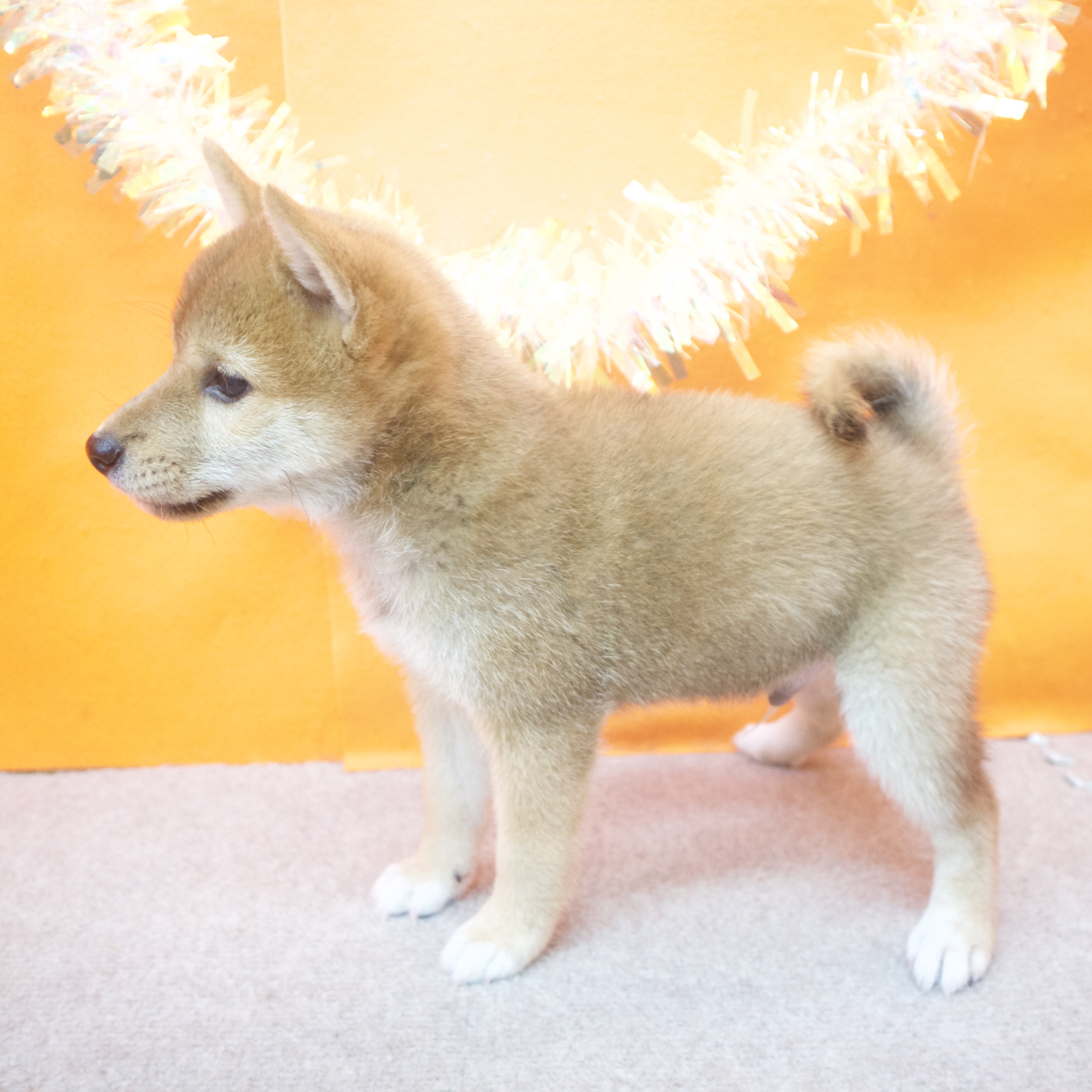 大阪府の柴犬(標準サイズ) (犬の家＆猫の里吹田店/2025年8月2日生まれ/男の子/赤)の子犬の4枚目の画像