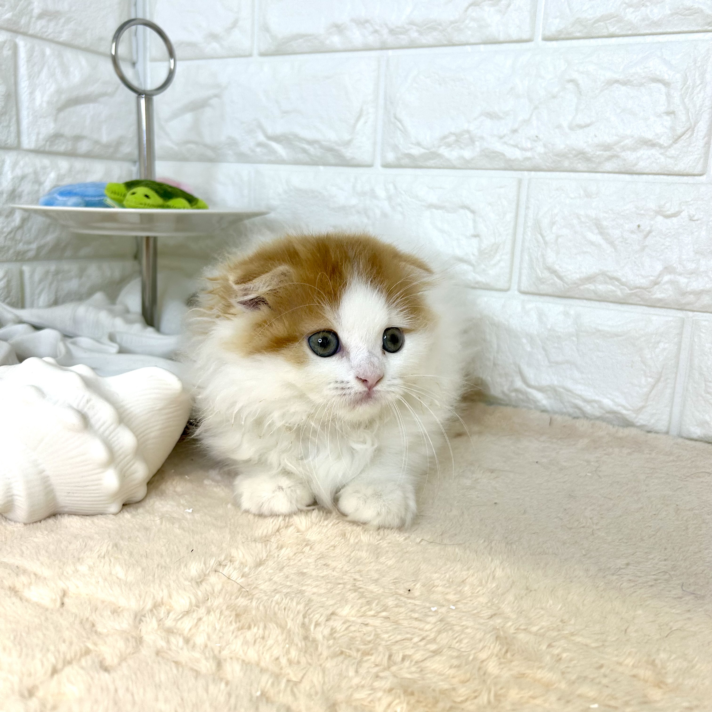東京都のスコティッシュフォールド (犬の家＆猫の里新宿店/2025年7月9日生まれ/女の子/レッドタビーホワイトバン)の子猫の4枚目の画像