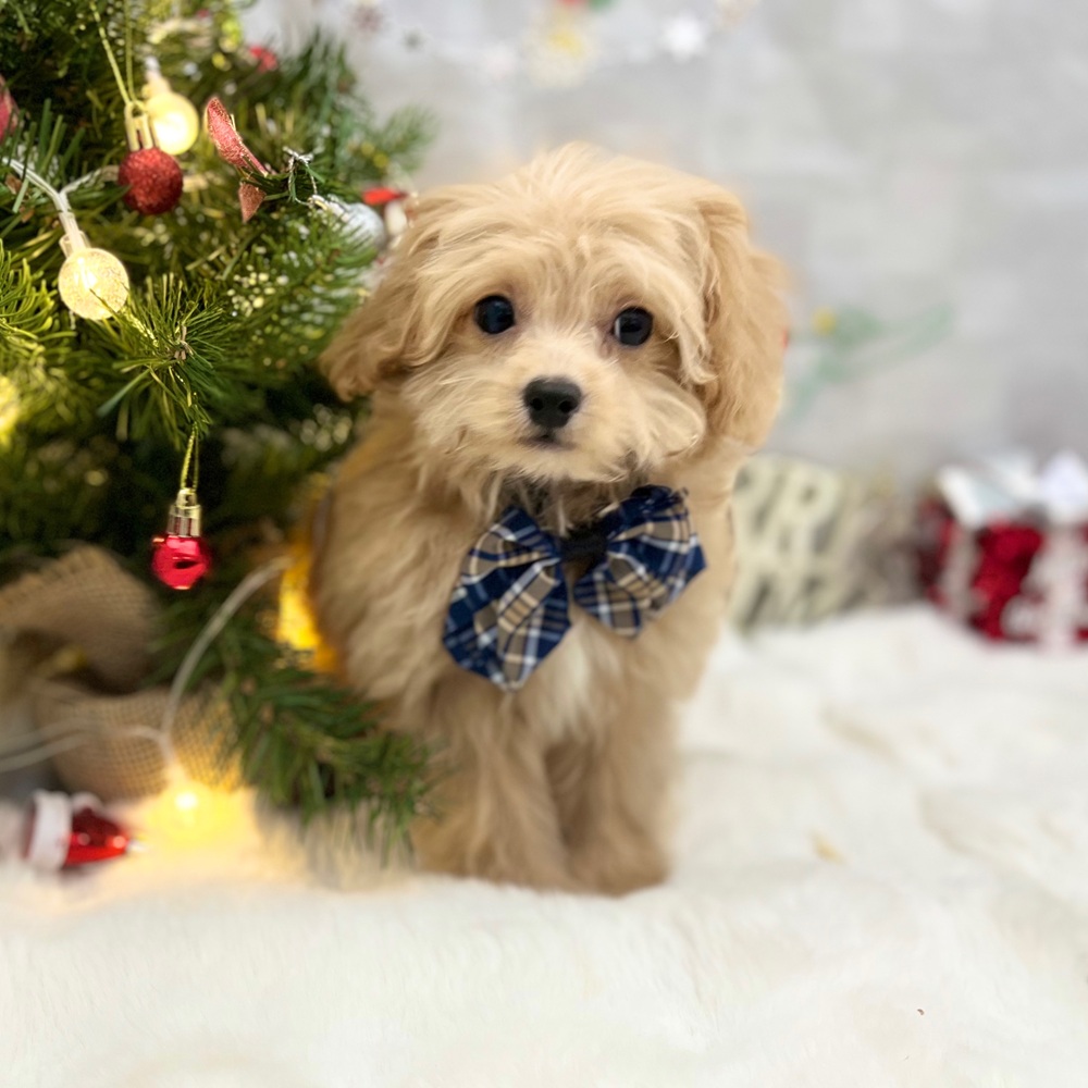 静岡県のペキプー(ペキニーズ×プードル) (犬の家＆猫の里MEGAドン・キホーテ袋井店/2025年8月10日生まれ/男の子/アプリコット)の子犬の1枚目の画像