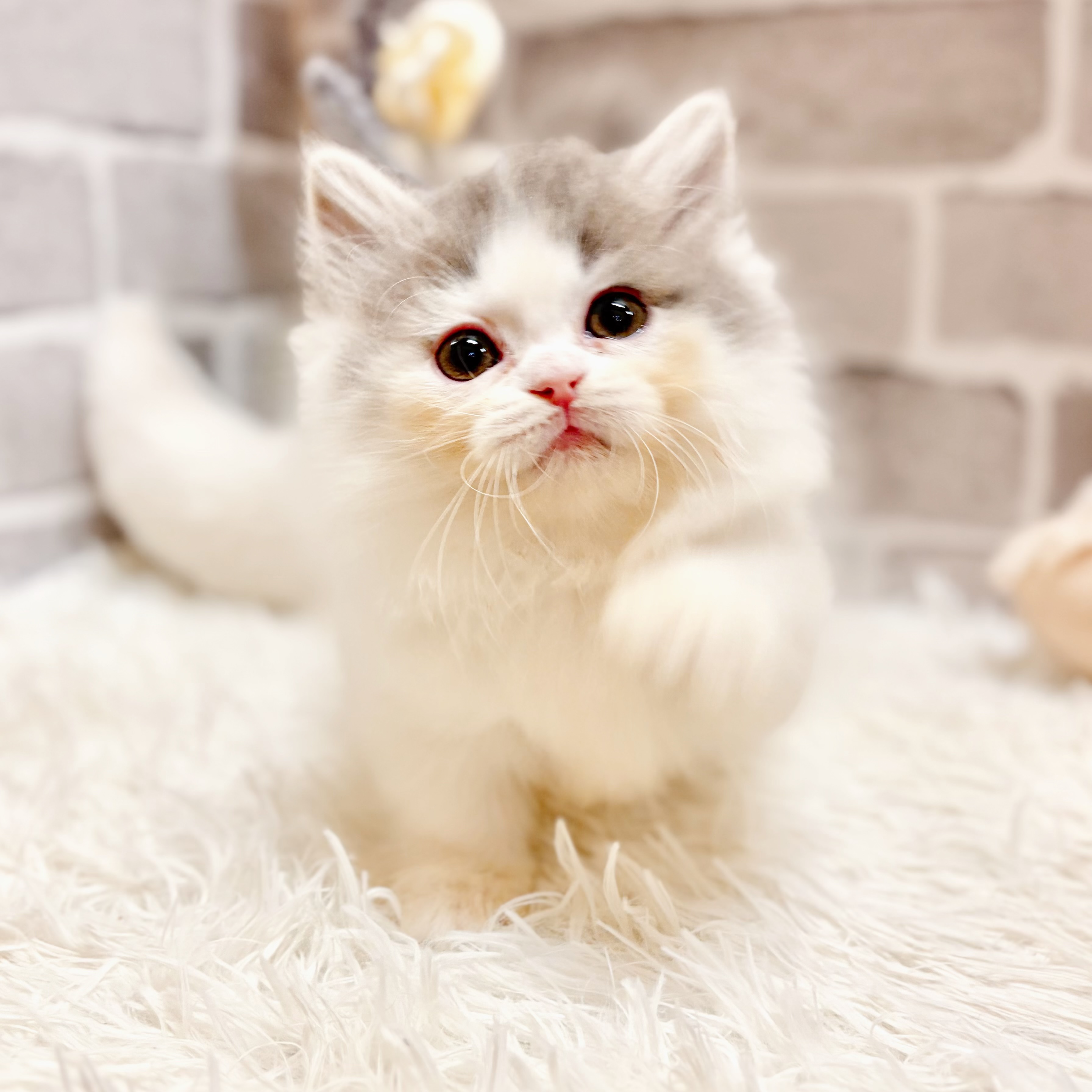 兵庫県のミヌエット (犬の家＆猫の里神戸店/2026年5月1日生まれ/女の子/ブルータビーホワイト)の子猫の4枚目の画像