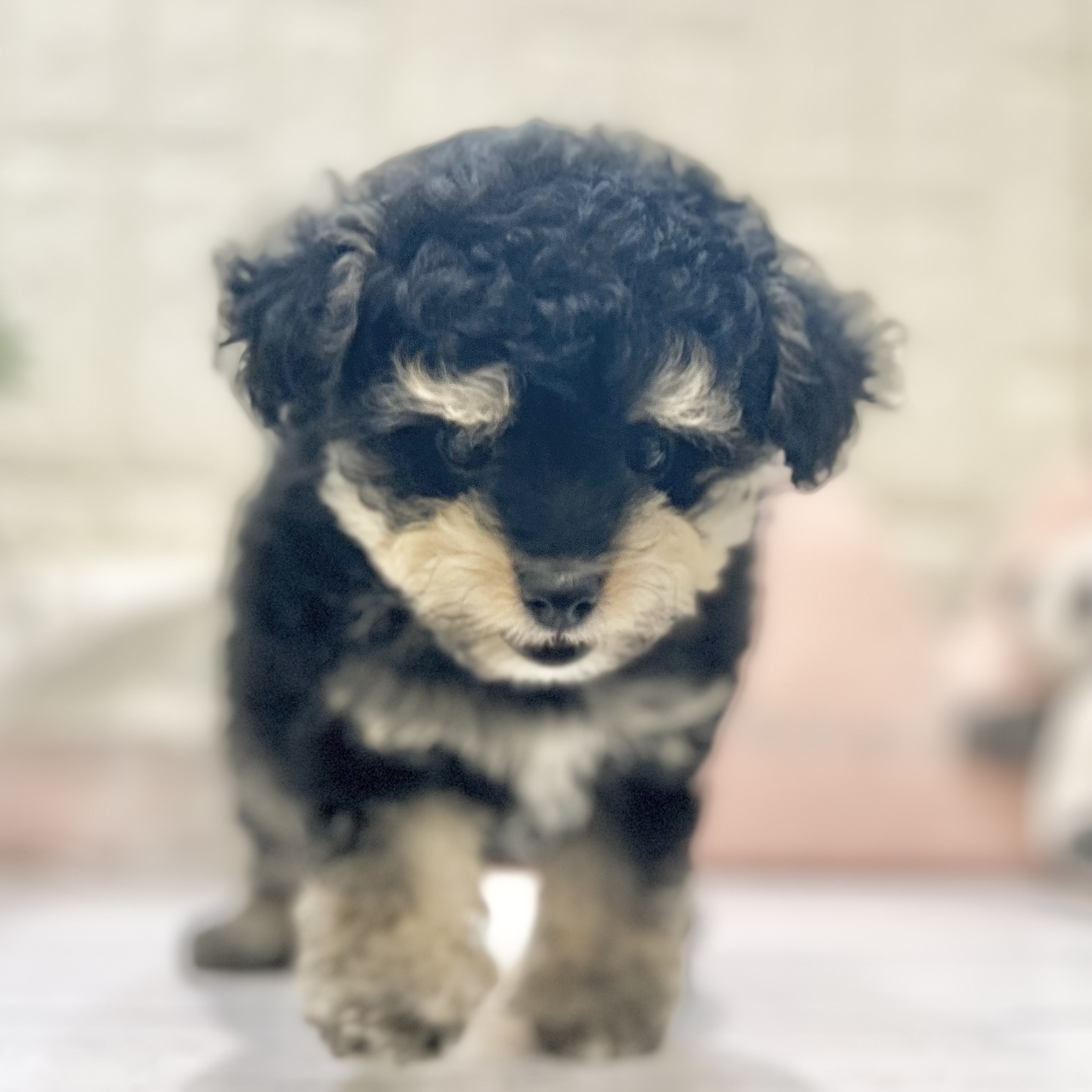 岡山県のポメプー(ポメラニアン×プードル) (犬の家＆猫の里倉敷店/2025年7月12日生まれ/男の子/ブラックタンクリーム)の子犬の4枚目の画像