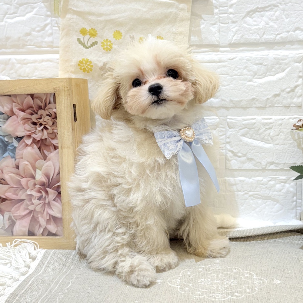 静岡県のマルプー(マルチーズ×プードル) (犬の家＆猫の里富士店/2025年7月21日生まれ/男の子/クリームホワイト)の子犬の4枚目の画像