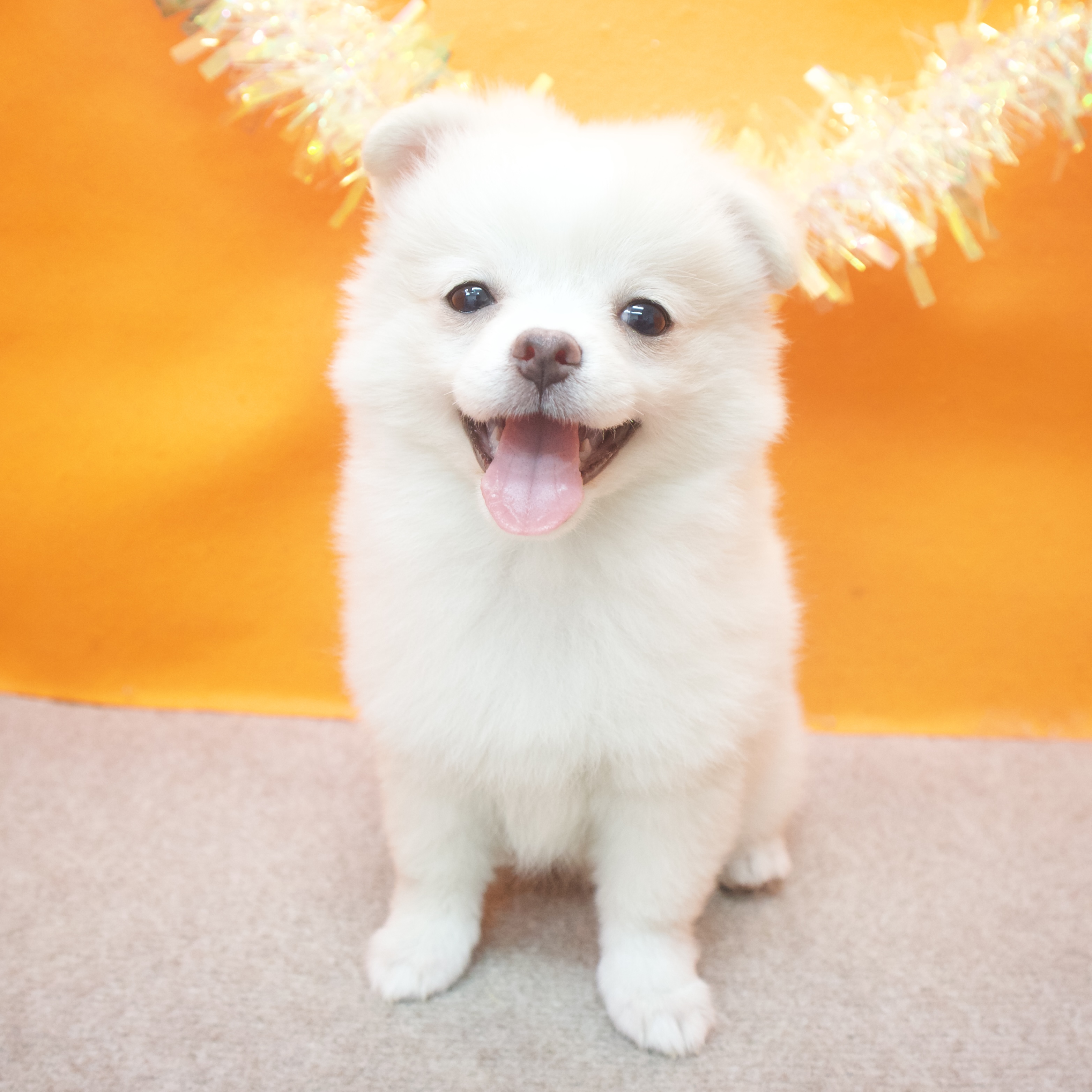 大阪府のポメチワ/チワポメ/ポメチー(ポメラニアン×チワワ) (犬の家&猫の里吹田店/2025年8月19日生まれ/女の子/クリームホワイト)の子犬の4枚目の画像