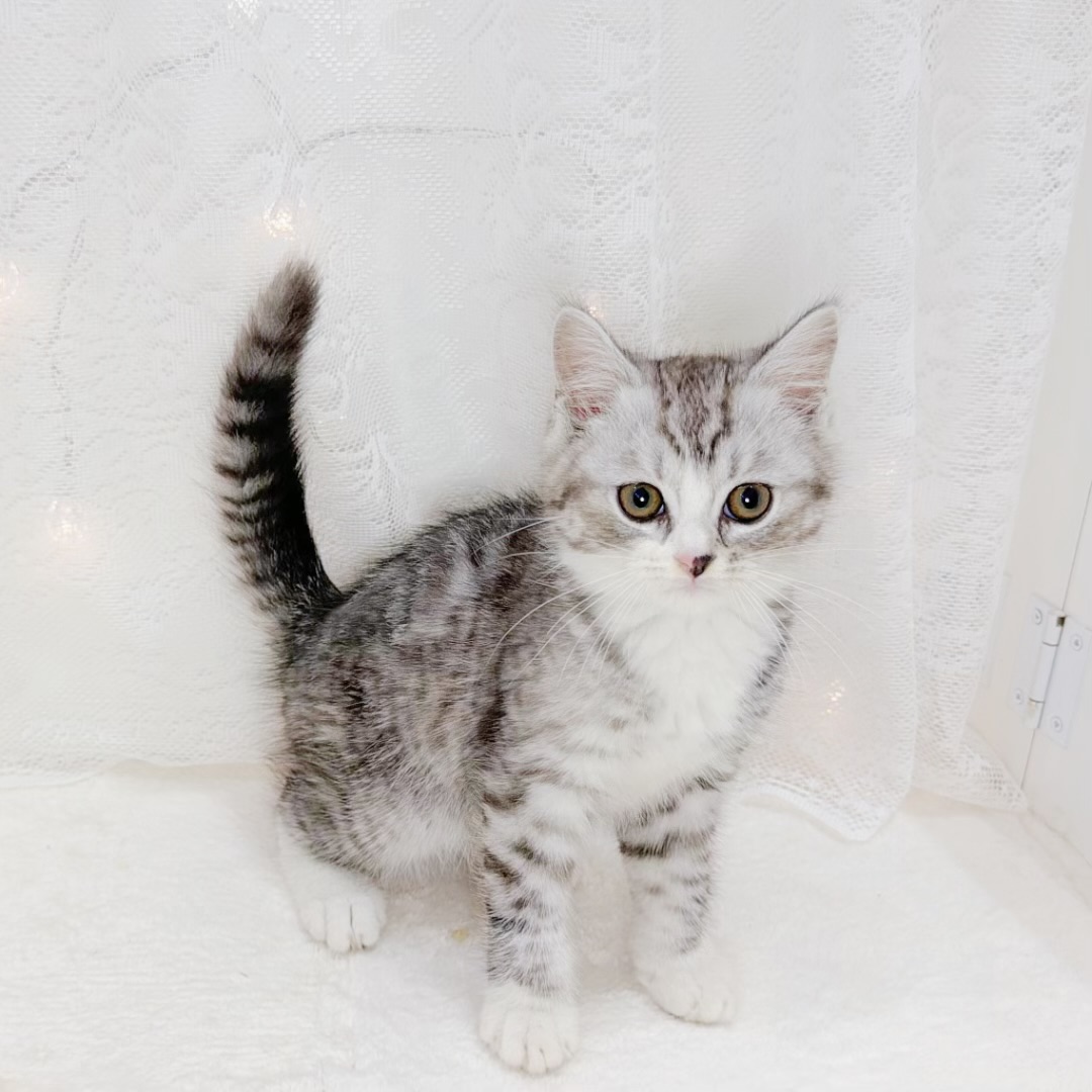 千葉県のミヌエット (犬の家＆猫の里BIGHOPガーデンモール印西店/2026年7月6日生まれ/男の子/シルバータビーホワイト)の子猫の4枚目の画像