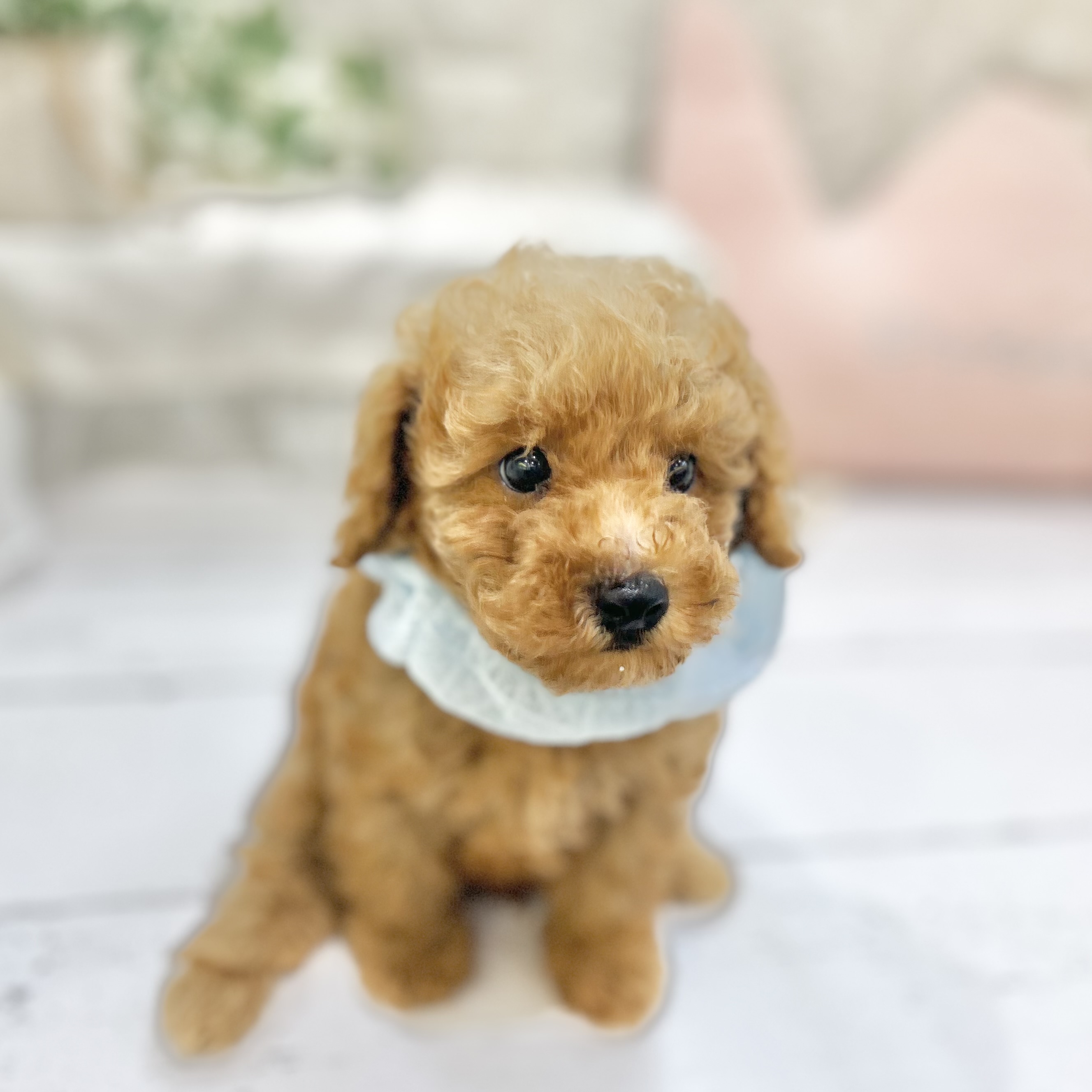 岡山県のトイプードル(トイ) (犬の家＆猫の里倉敷店/2025年7月11日生まれ/男の子/アプリコット)の子犬の4枚目の画像