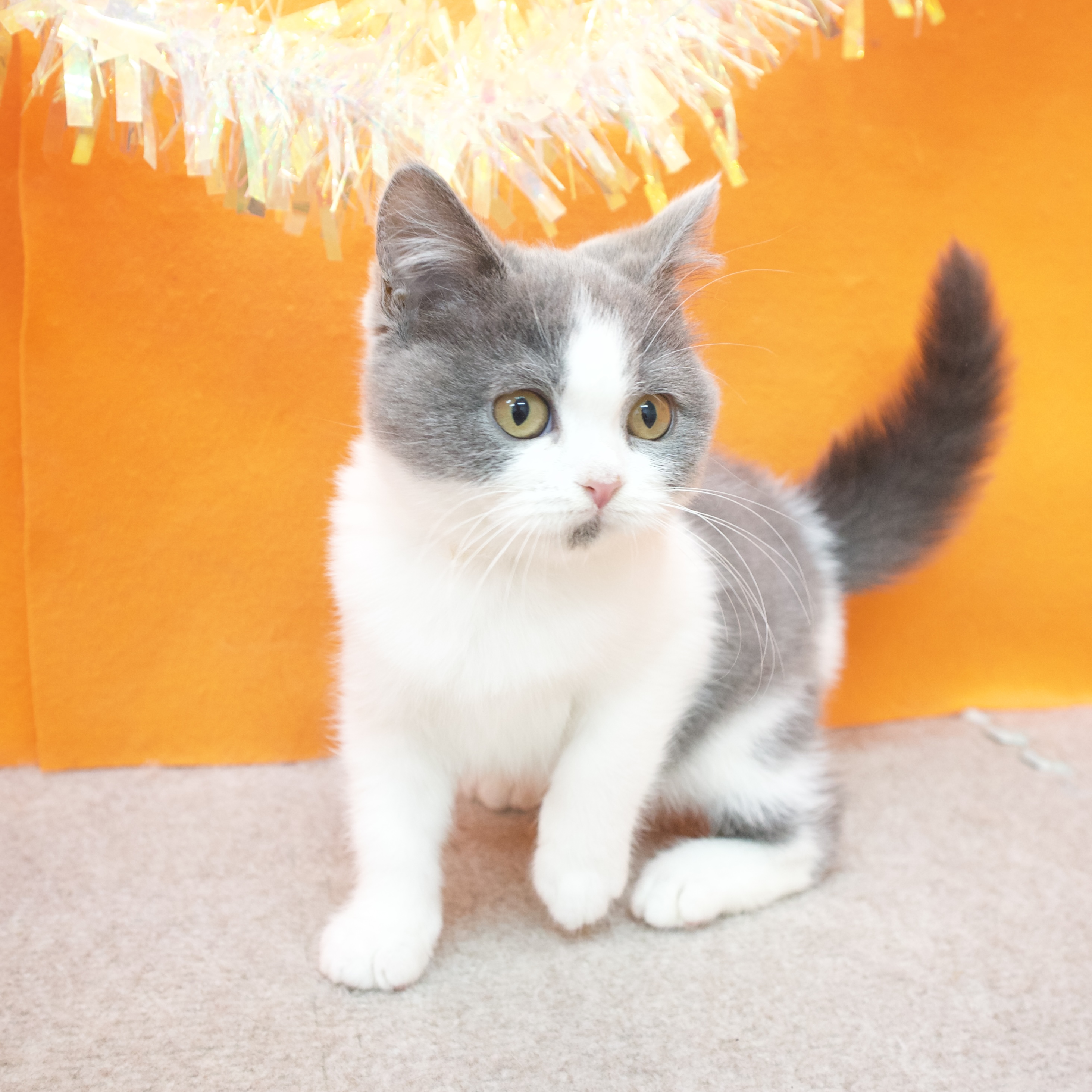 大阪府のブリティッシュショートヘアー (犬の家＆猫の里吹田店/2025年8月5日生まれ/女の子/ブルーホワイト)の子猫の4枚目の画像