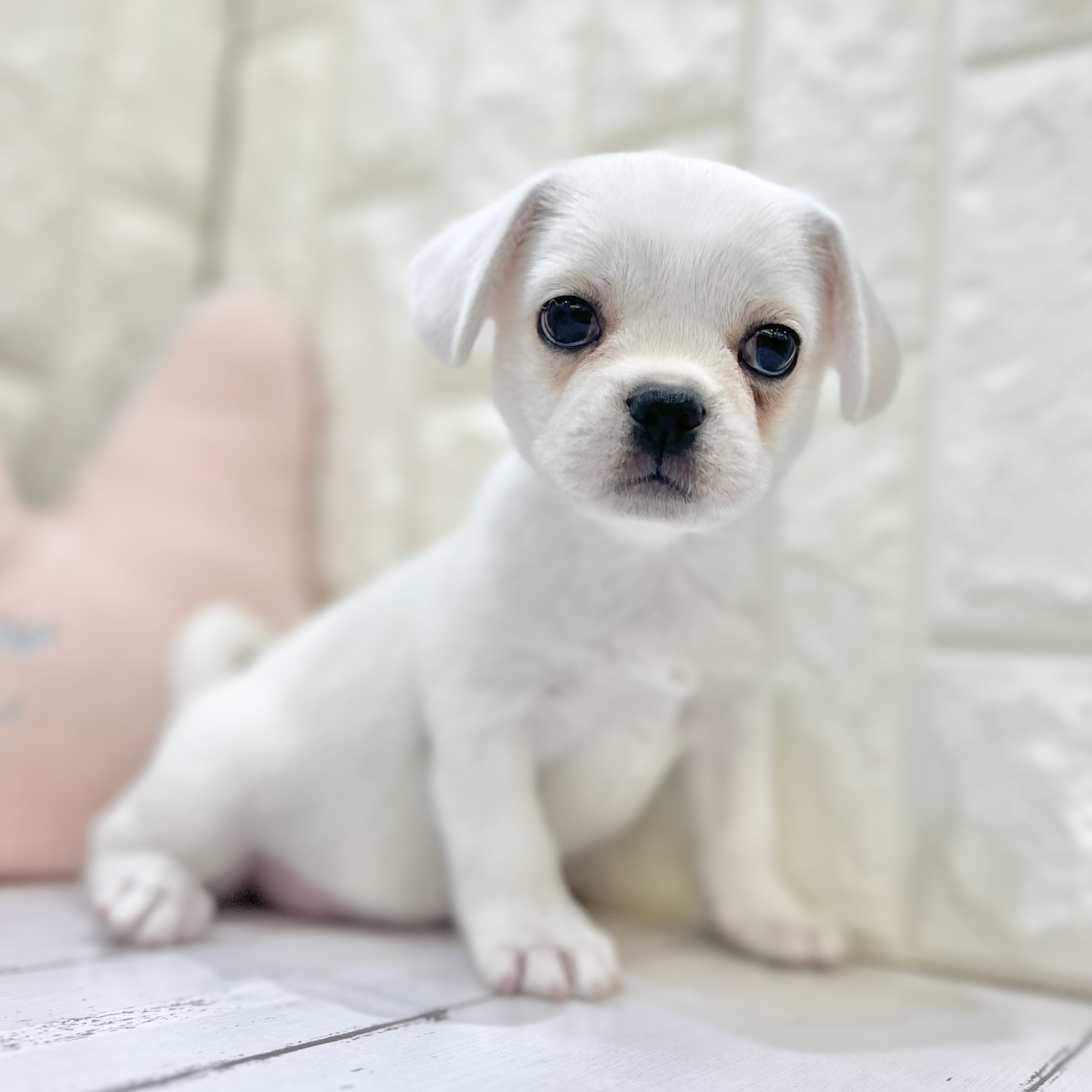 岡山県のハーフ犬・ミックス犬 (犬の家＆猫の里倉敷店/2025年7月12日生まれ/女の子/ホワイトクリーム)の子犬の4枚目の画像