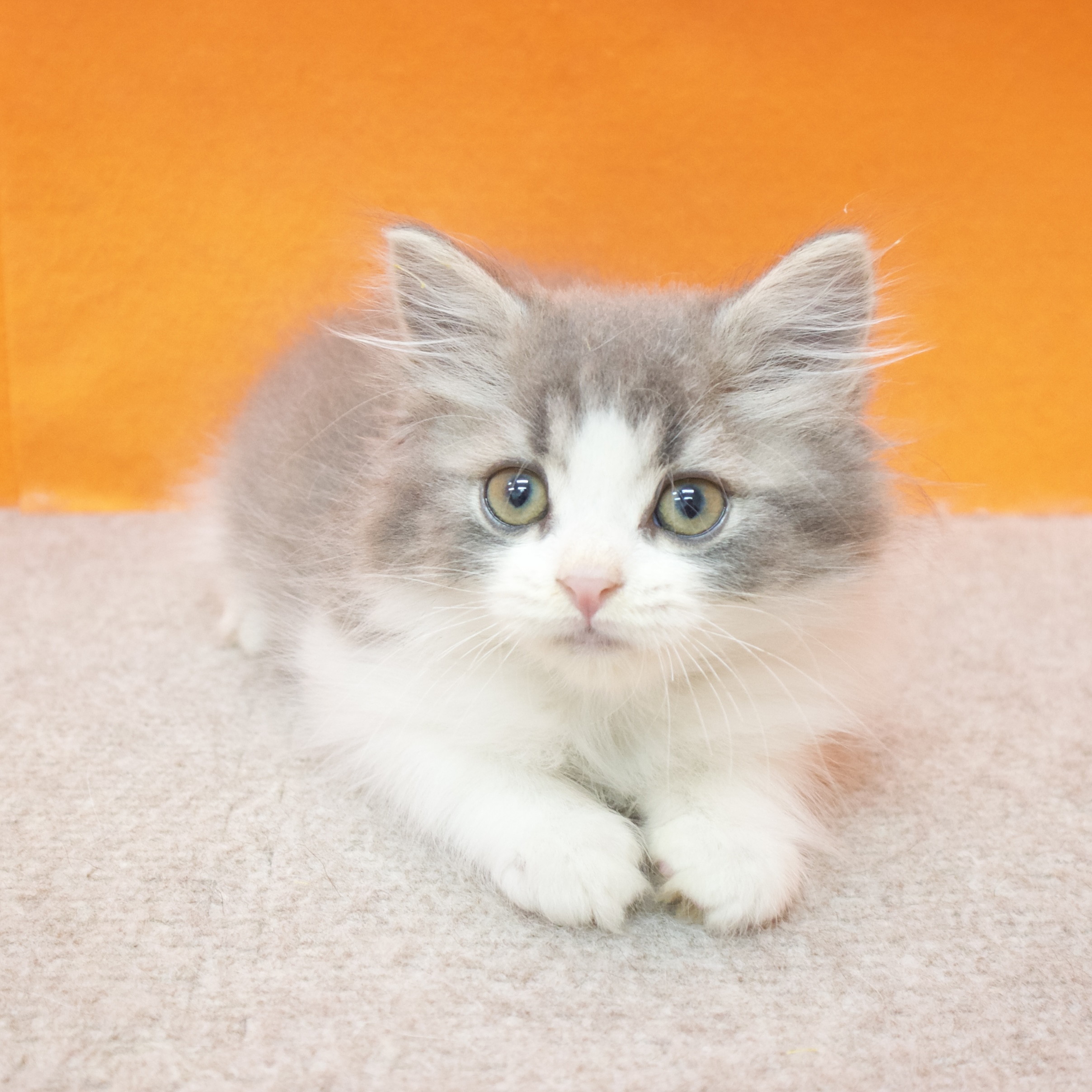 大阪府のスコティッシュストレート (犬の家&猫の里吹田店/2025年8月23日生まれ/男の子/ブルーホワイト)の子猫の4枚目の画像