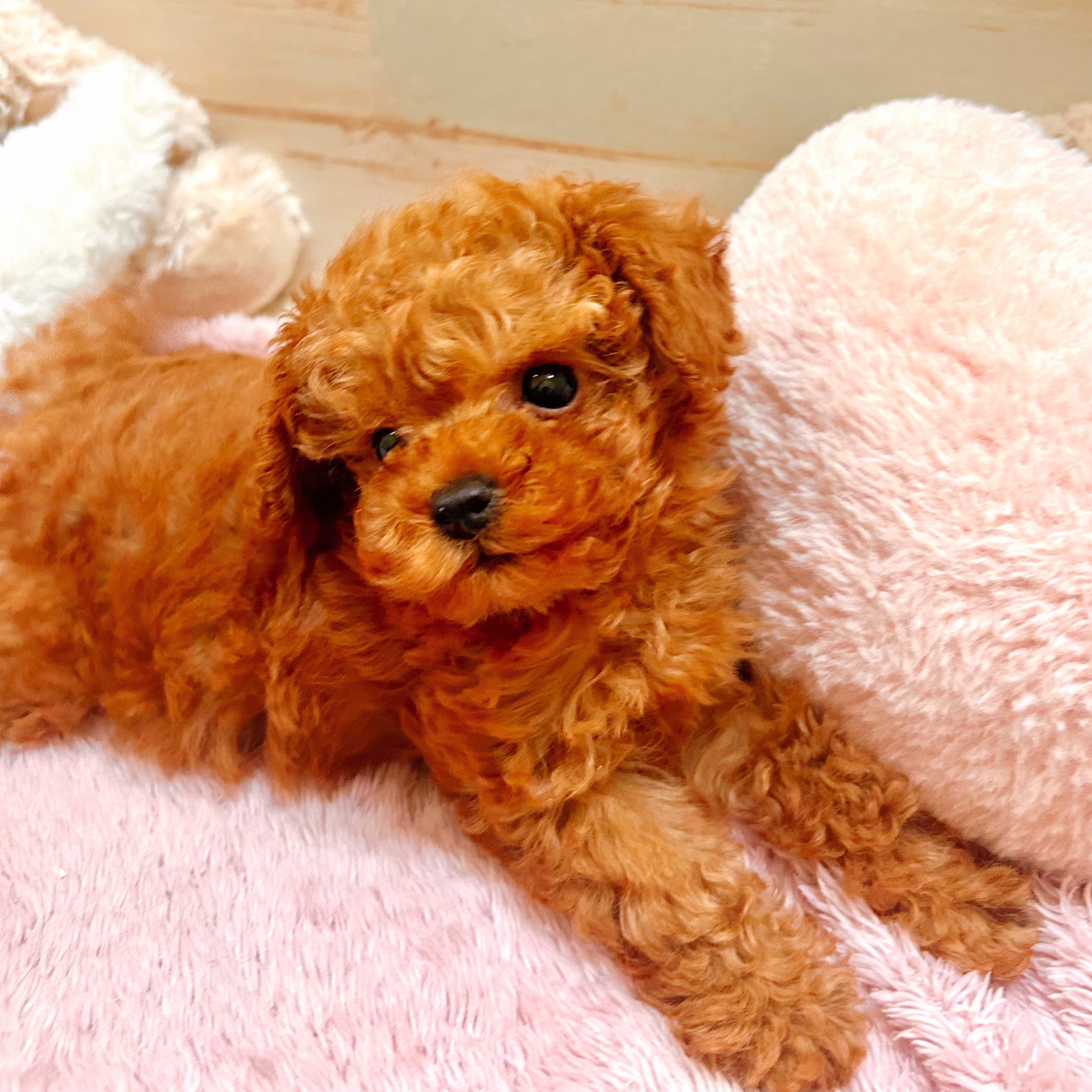 兵庫県のトイプードル(タイニー) (犬の家＆猫の里神戸店/2025年10月2日生まれ/女の子/レッドフォーン)の子犬の4枚目の画像