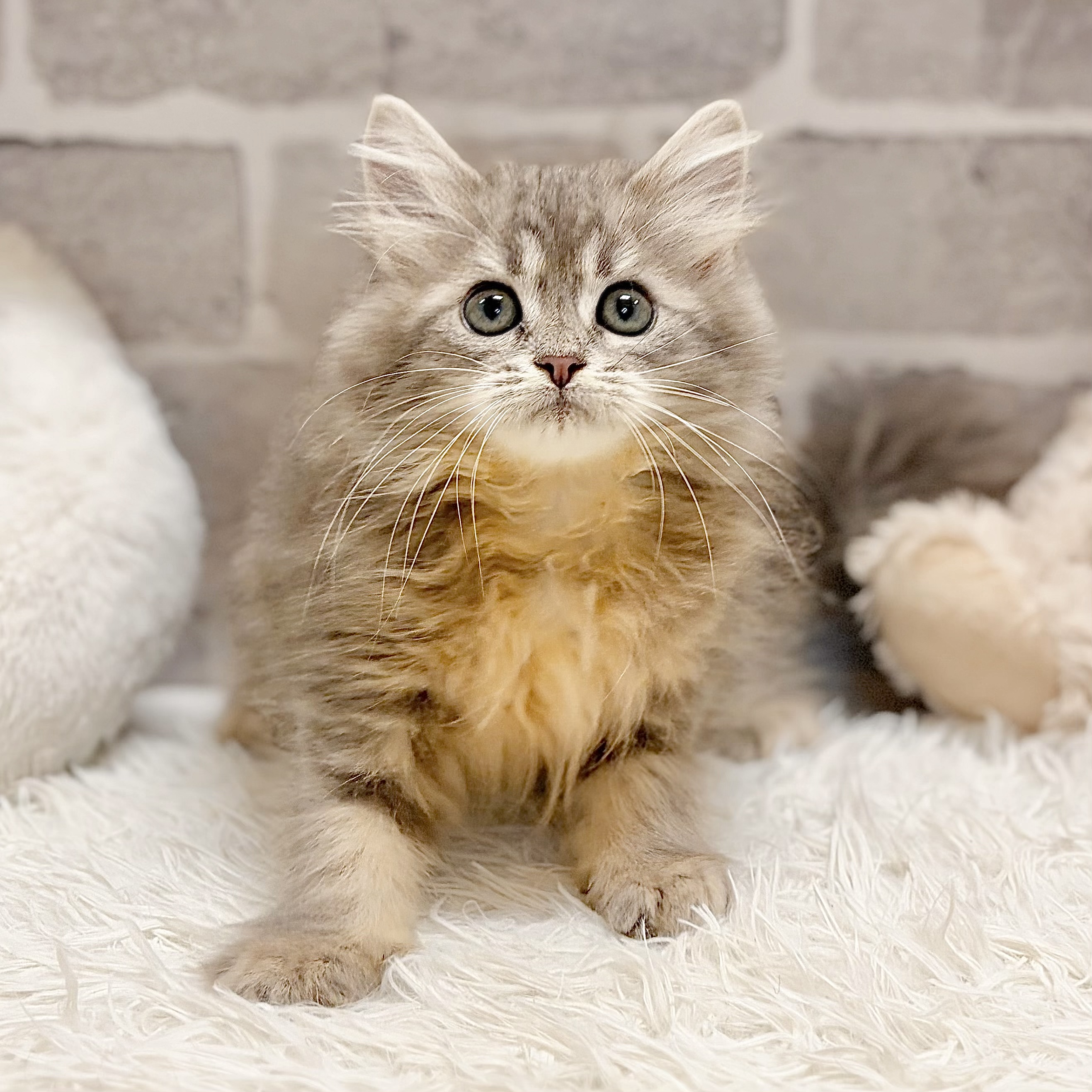 兵庫県のサイベリアン (犬の家＆猫の里神戸店/2026年5月1日生まれ/女の子/ブルータビー)の子猫の4枚目の画像