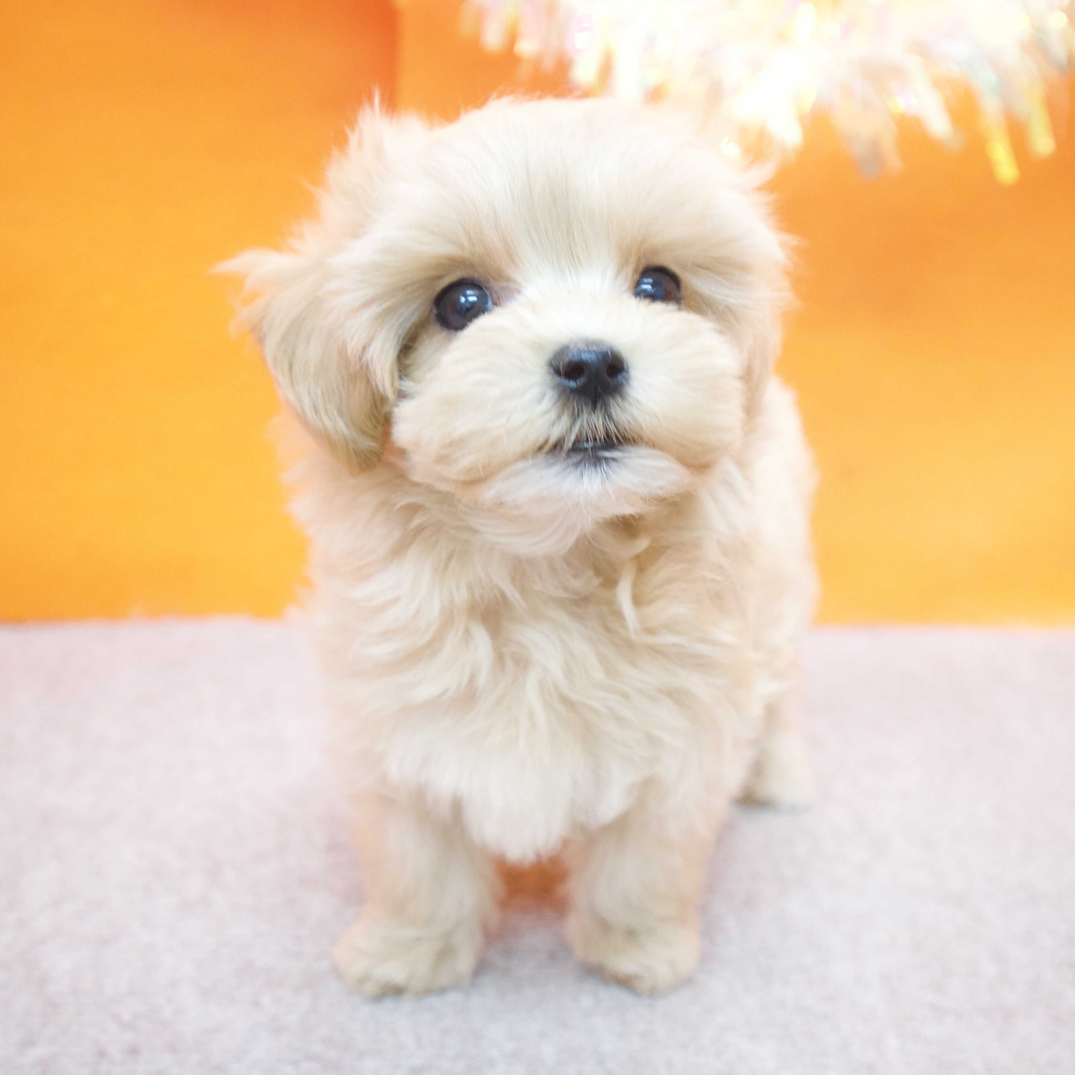 大阪府のマルプー(マルチーズ×プードル) (犬の家＆猫の里吹田店/2025年8月28日生まれ/女の子/アプリコット)の子犬の4枚目の画像