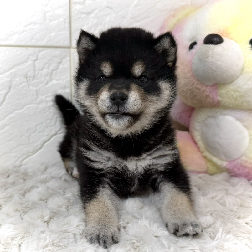 兵庫県の豆柴 (犬の家＆猫の里ゆめタウン姫路店/2025年11月28日生まれ/女の子/黒)の子犬の4枚目の画像