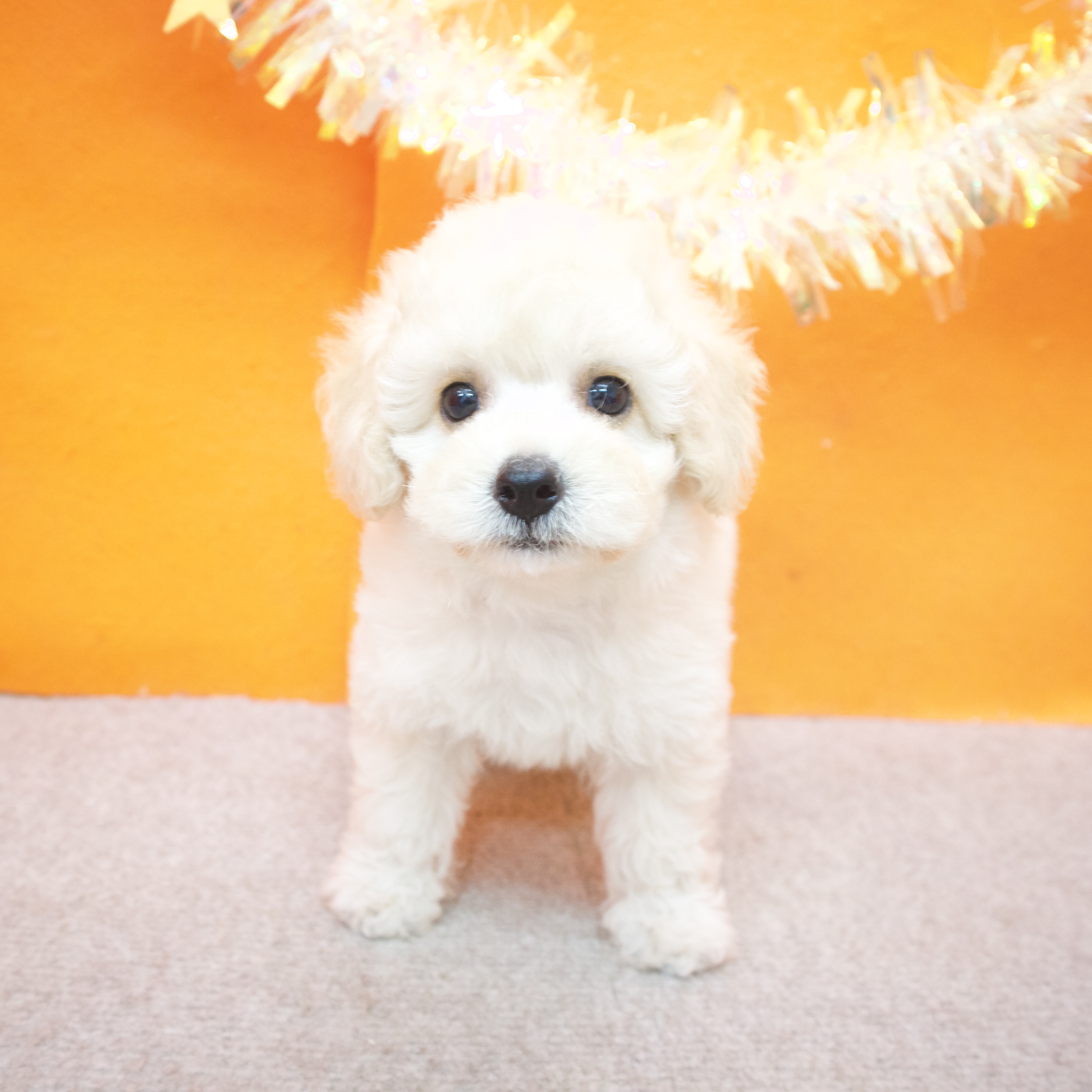 大阪府のトイプードル(トイ) (犬の家＆猫の里吹田店/2025年9月4日生まれ/男の子/クリーム)の子犬の4枚目の画像