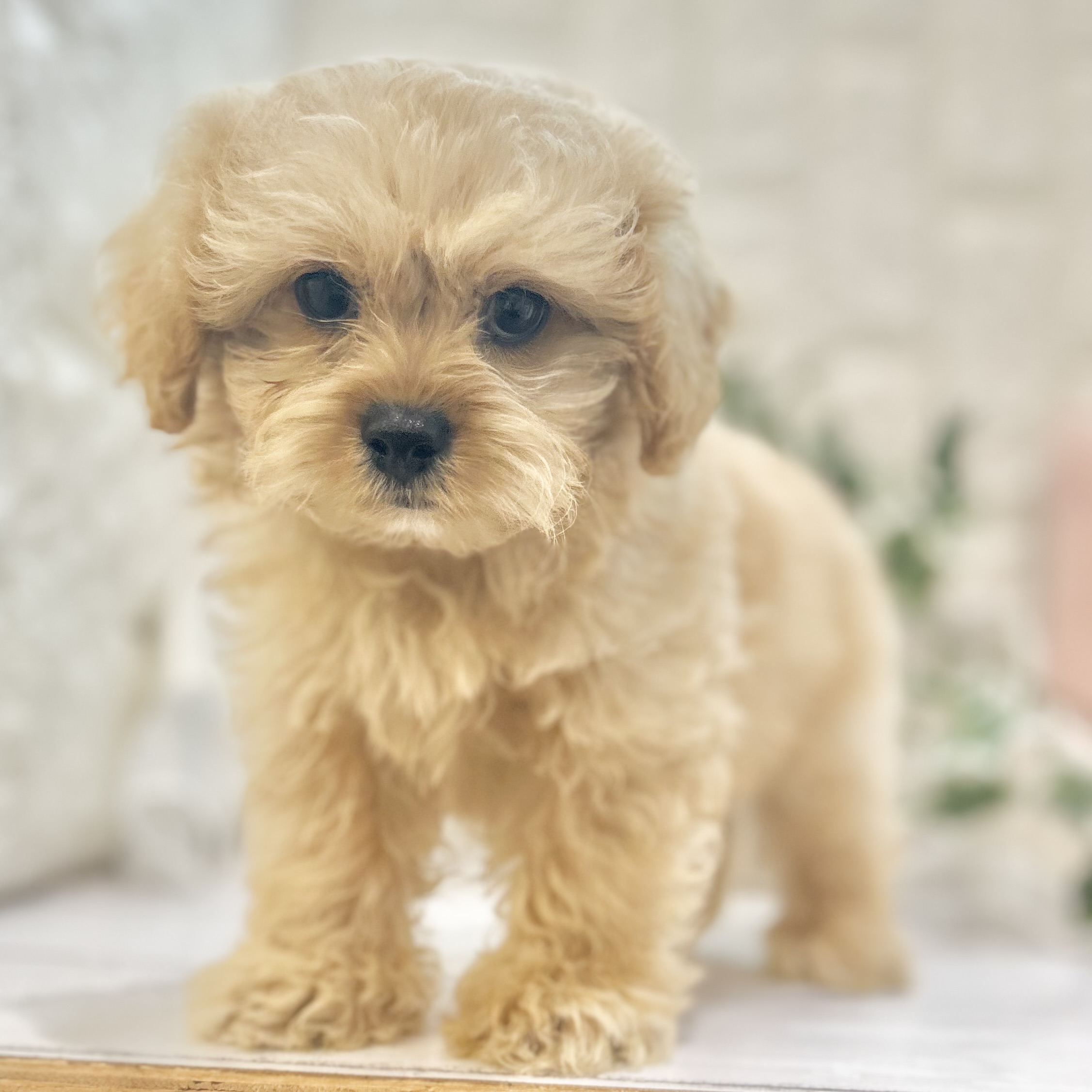 岡山県のペキプー(ペキニーズ×プードル) (犬の家＆猫の里倉敷店/2025年6月21日生まれ/男の子/アプリコット)の子犬の4枚目の画像