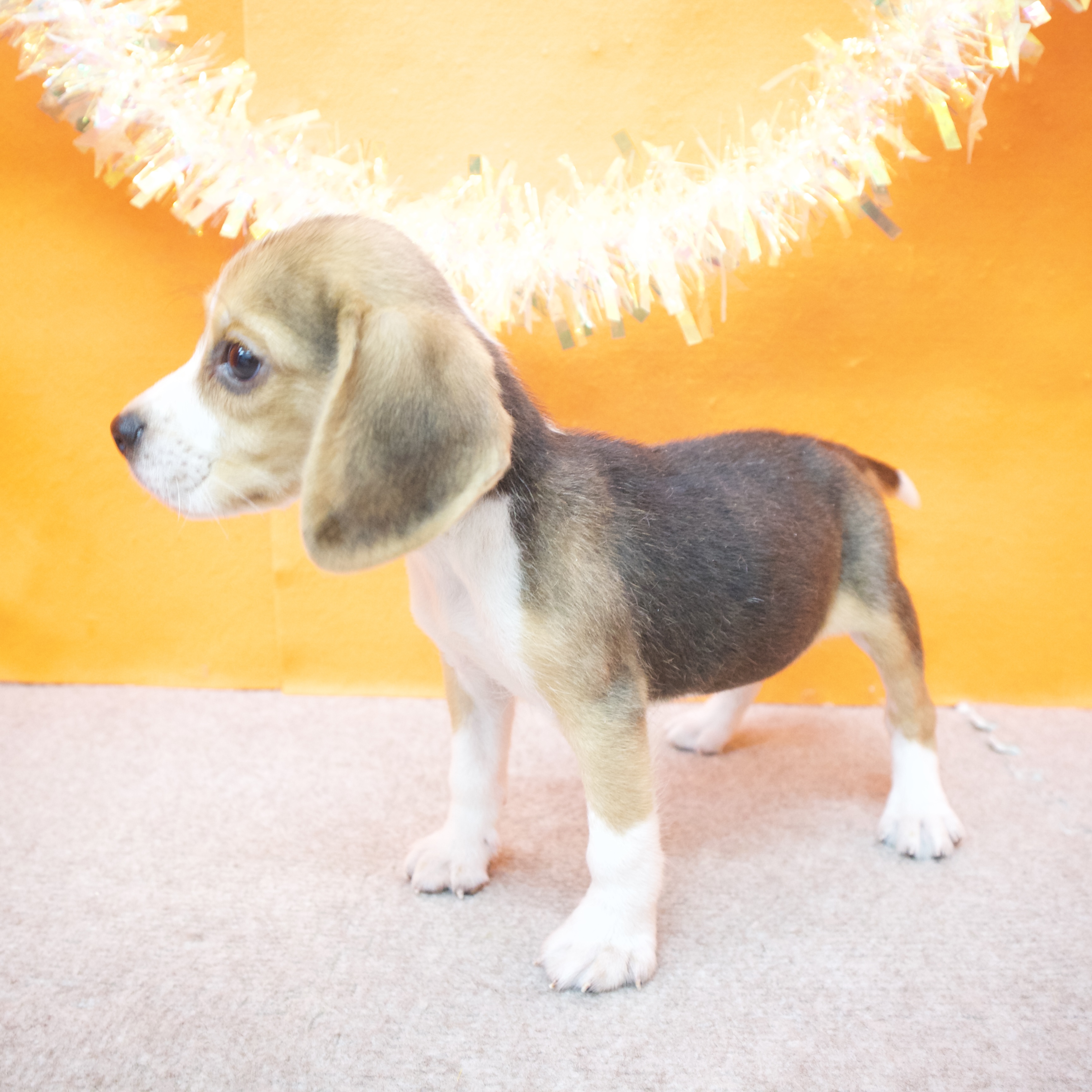 大阪府のビーグル (犬の家＆猫の里吹田店/2025年8月28日生まれ/女の子/ブラックタンホワイト)の子犬の4枚目の画像